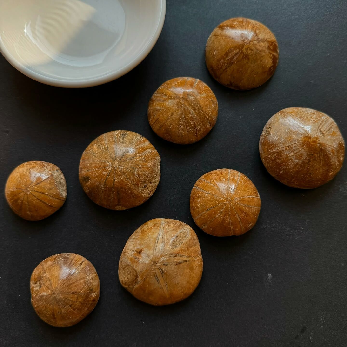 [原石] 海膽化石