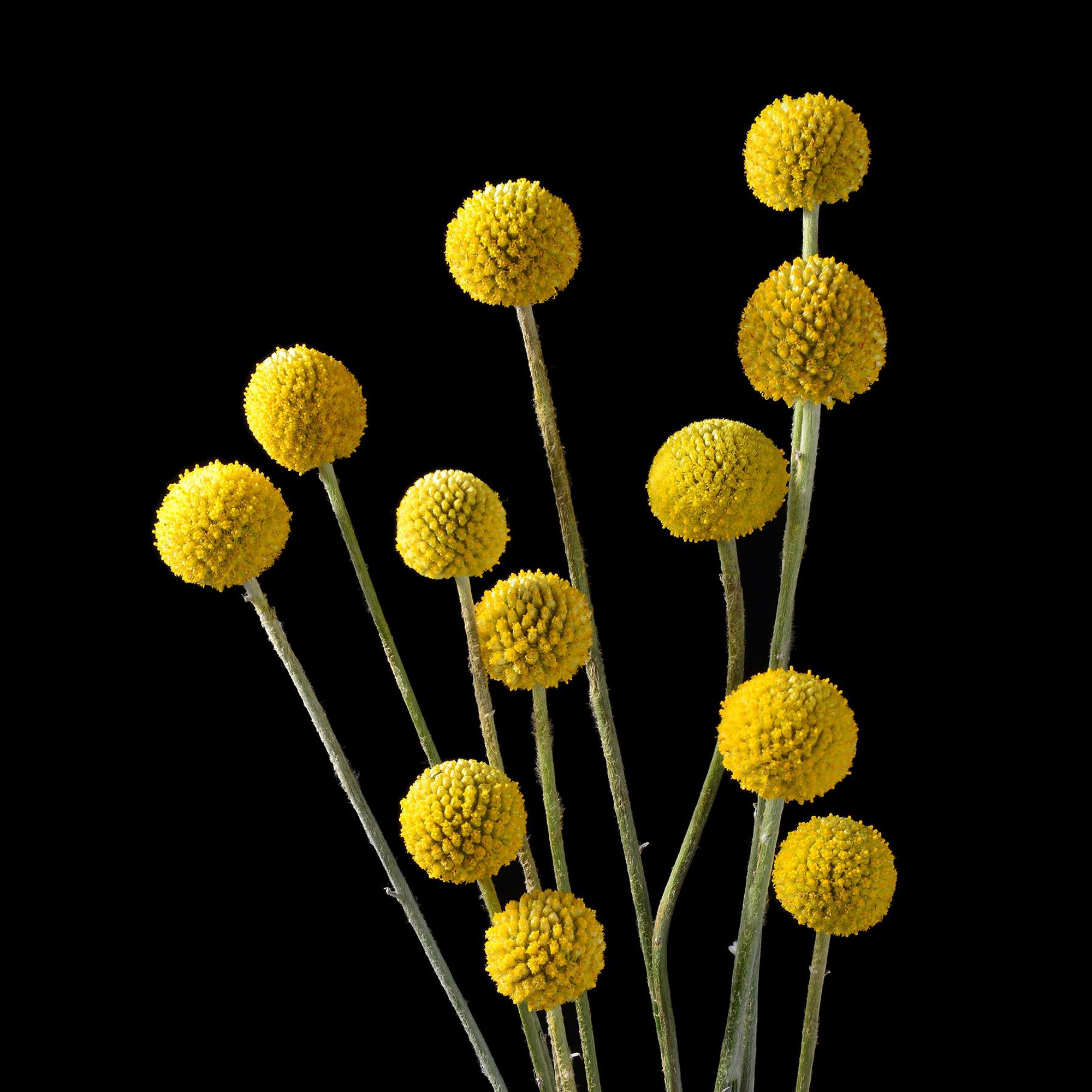 花卉图5 花型分类Classification-沙印图库-Shazhou Textile