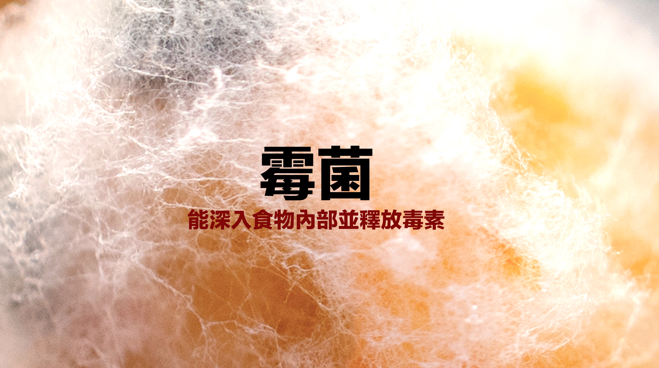看不見的殺手——黃麴毒素  相信大家也見過發霉食物——表面佈滿綠綠的、毛茸茸的東西，那些就是霉菌。它們最常見在麵包、水果、蔬菜和奶製品等柔軟又多孔的食物上生長。許多人以為只要切掉發霉部位，剩下的部分就能安全食用，這是一個危險誤區。因為霉菌的菌絲能深入食物內部並釋放毒素，即使肉眼看不見，整塊食物可能已經受到污染。