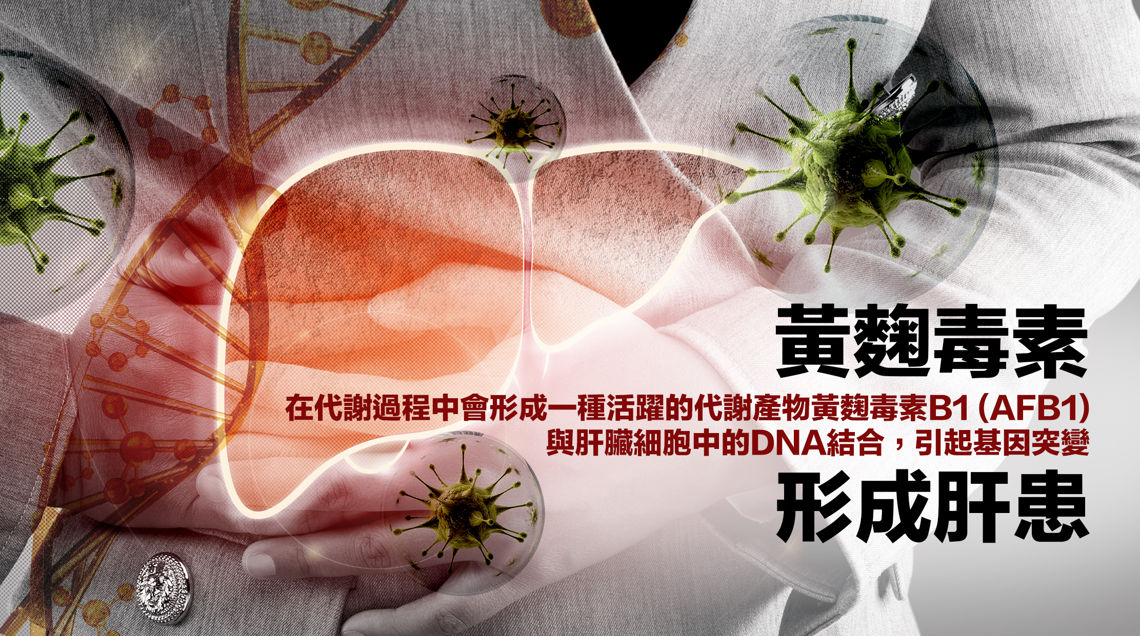 黃麴毒素如何引致肝患  當人體攝入含有黃麴毒素的食物後，這些毒素會進入肝臟，在代謝過程中會形成一種活躍的代謝產物黃麴毒素B1 (AFB1)，這是黃麴毒素的主要致頑物質；AFB1會與肝臟細胞中的DNA結合，形成DNA加合物，這會引起基因突變。隨著時間的推移，持續的基因突變會累積並引發肝細胞異變，形成頑疾細胞。當這些異細胞失控地增長、擴散，最終便會形成肝患。
