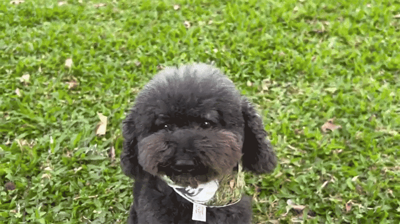 也可當狗狗領巾使用