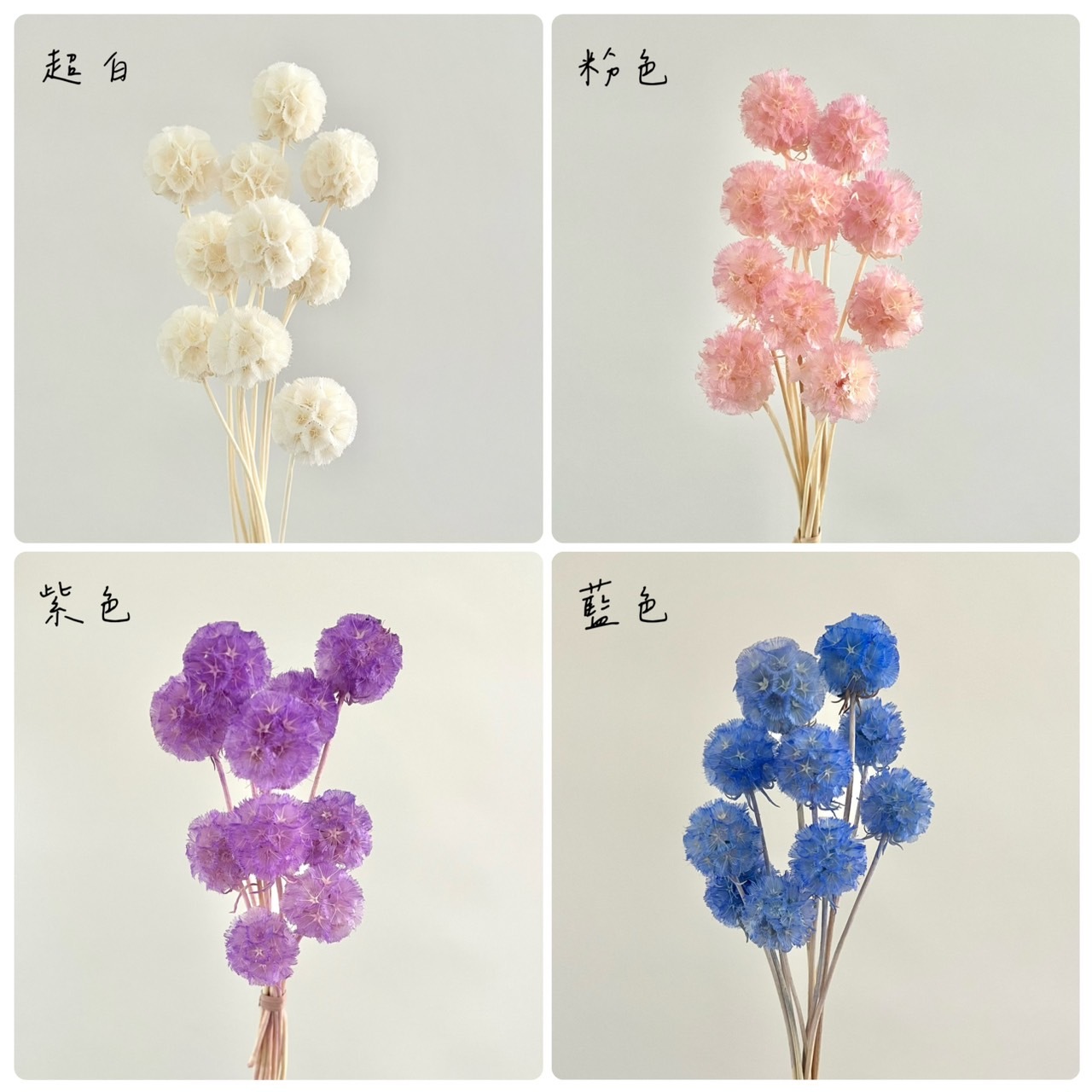 松蟲果單顆款(把)