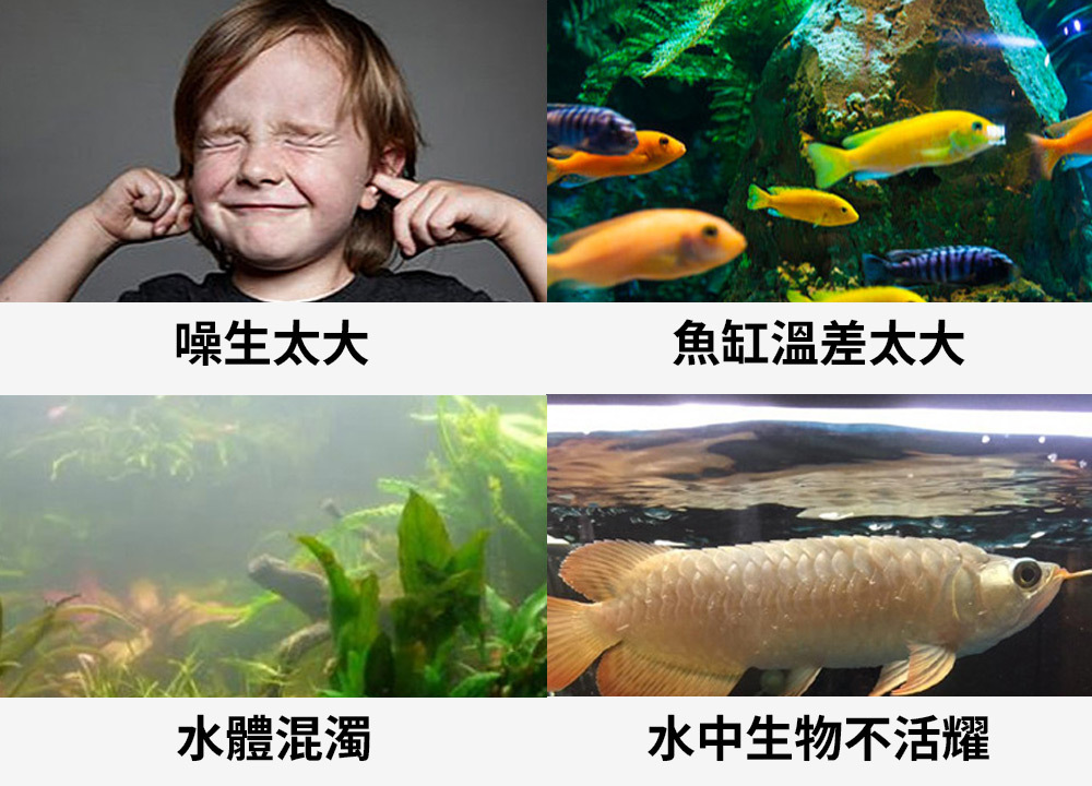 解決魚缸多種問題:噪聲太大、魚缸溫差太大、水體混濁、水中生物不活耀