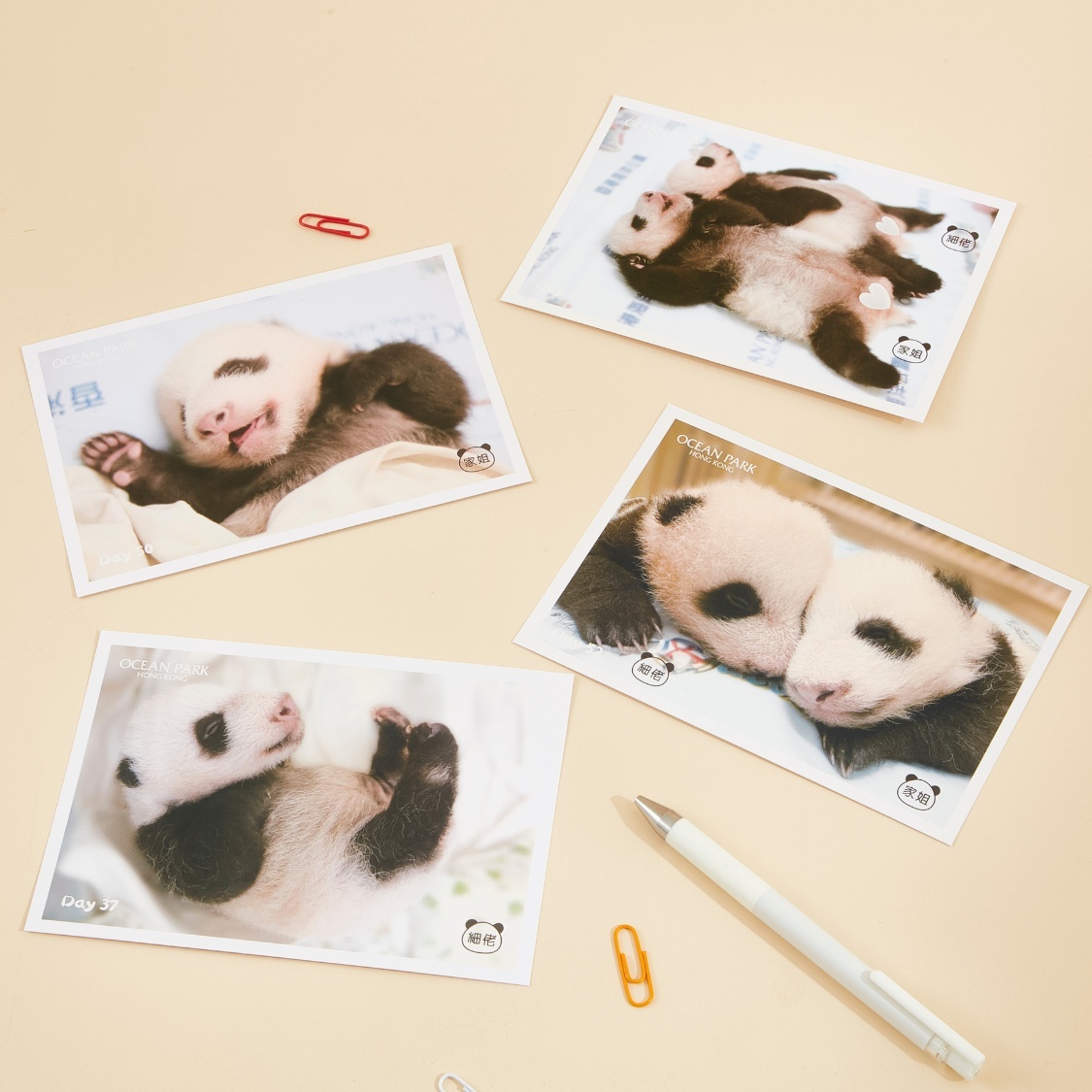 Postcard 4pcs Set – Panda Cubs