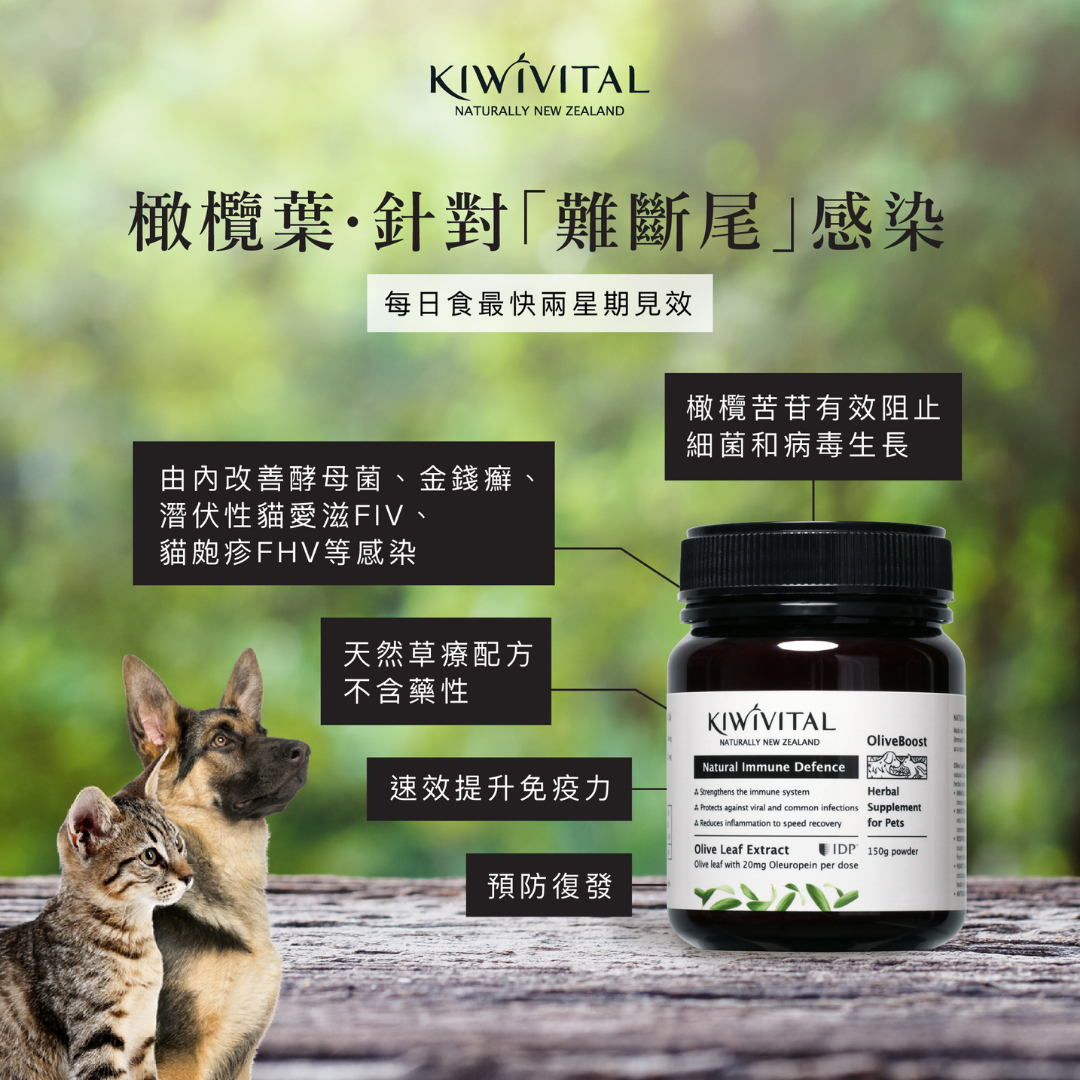 🔥 今期至抵 🔥Kiwivital OliveBoost 寵物專用橄欖葉草療配方80g (粉劑) (抗病毒、呼吸道不適 、護心、抗三高、穩定血糖)