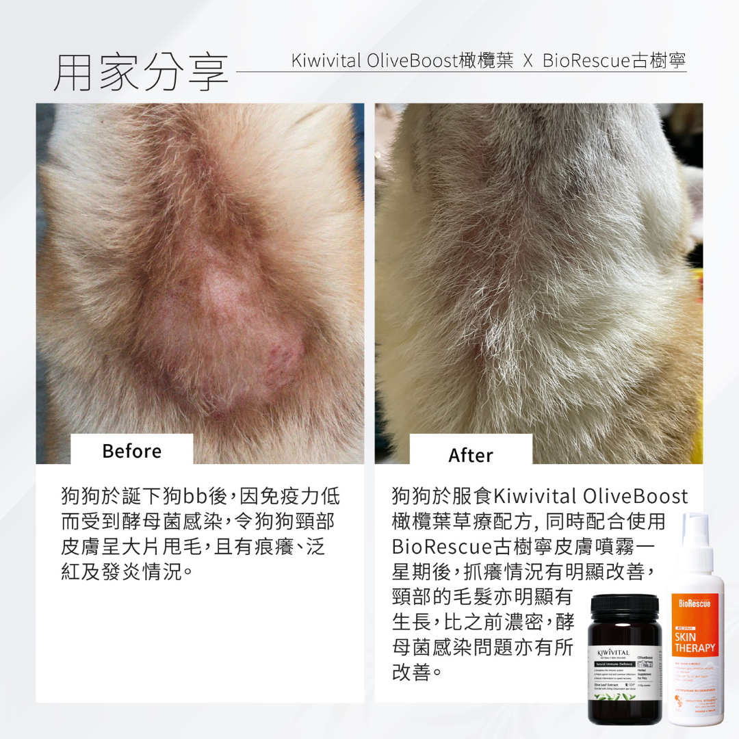 Kiwivital OliveBoost 寵物專用橄欖葉草療補充劑 80g l 貓星人基地 MeowZone