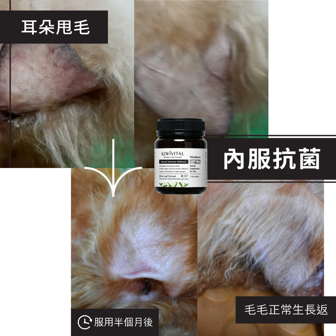 Kiwivital OliveBoost 寵物專用橄欖葉草療補充劑 80g l 貓星人基地 MeowZone