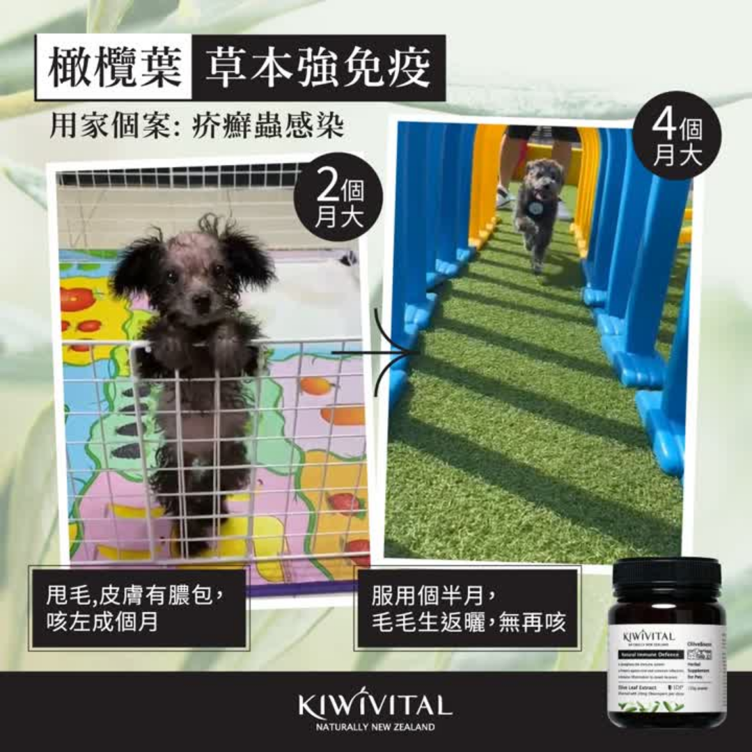 Kiwivital OliveBoost 寵物專用橄欖葉草療補充劑 80g l 貓星人基地 MeowZone