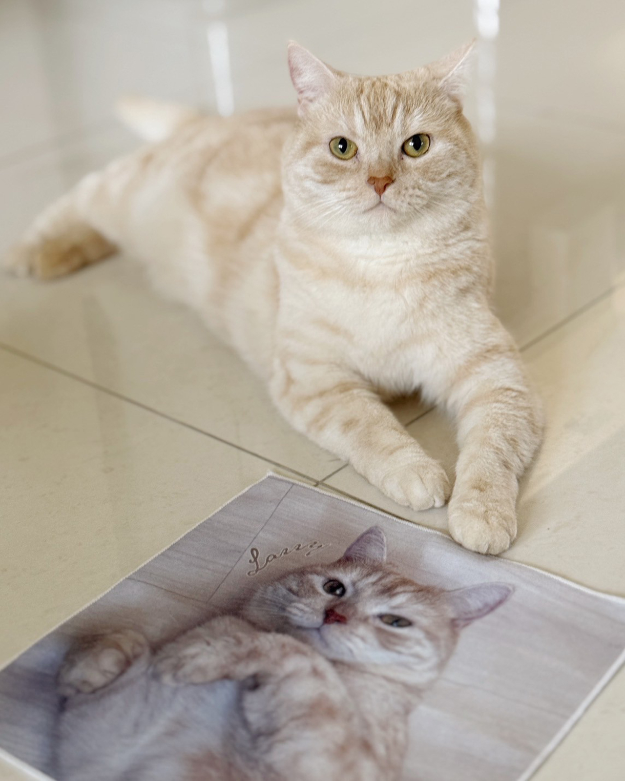 可自己的寵物貓咪百貼布做紀念