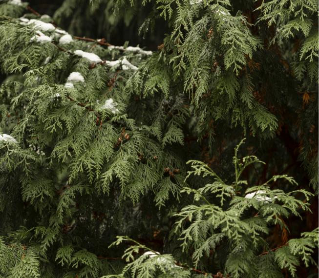 採用 100%日本杉木提煉