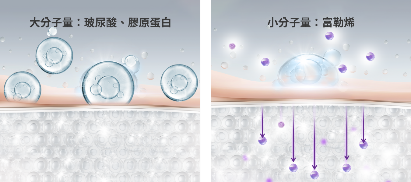 小分子更容易滲入、被肌膚吸收!