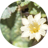 喜馬拉雅珍稀白龍膽