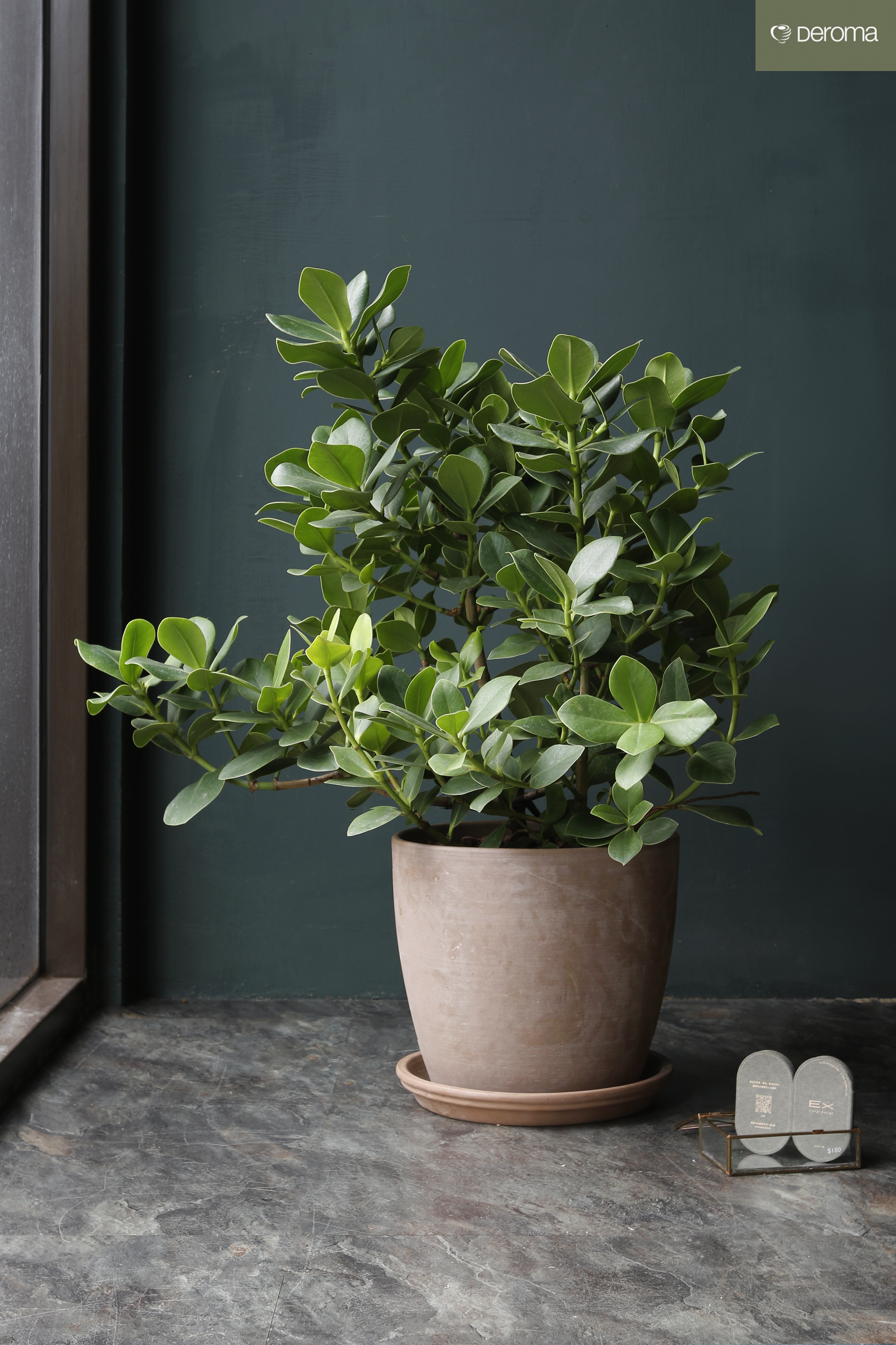 聚財樹 pachira macrocarpa｜義大利陶盆 Deroma