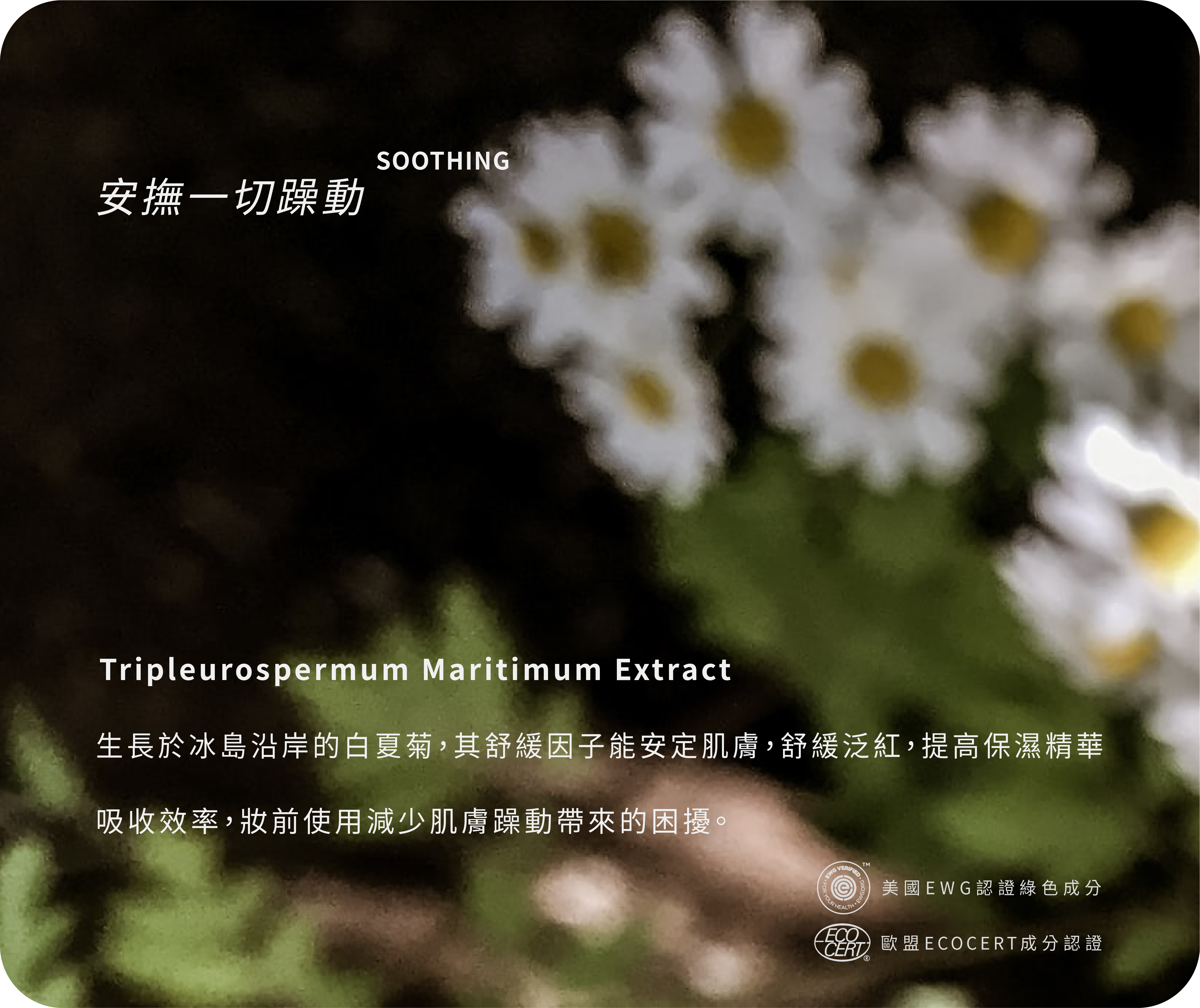 白夏菊舒緩泛紅