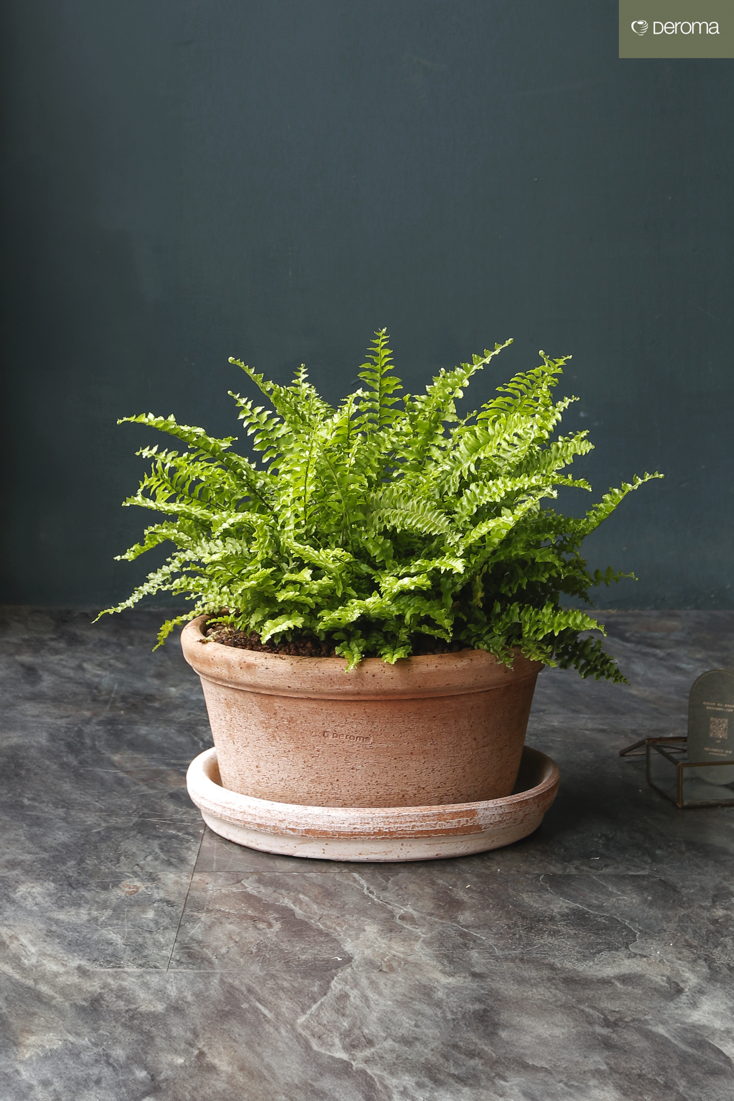 波士頓蕨 Nephrolepis｜義大利陶盆 Deroma