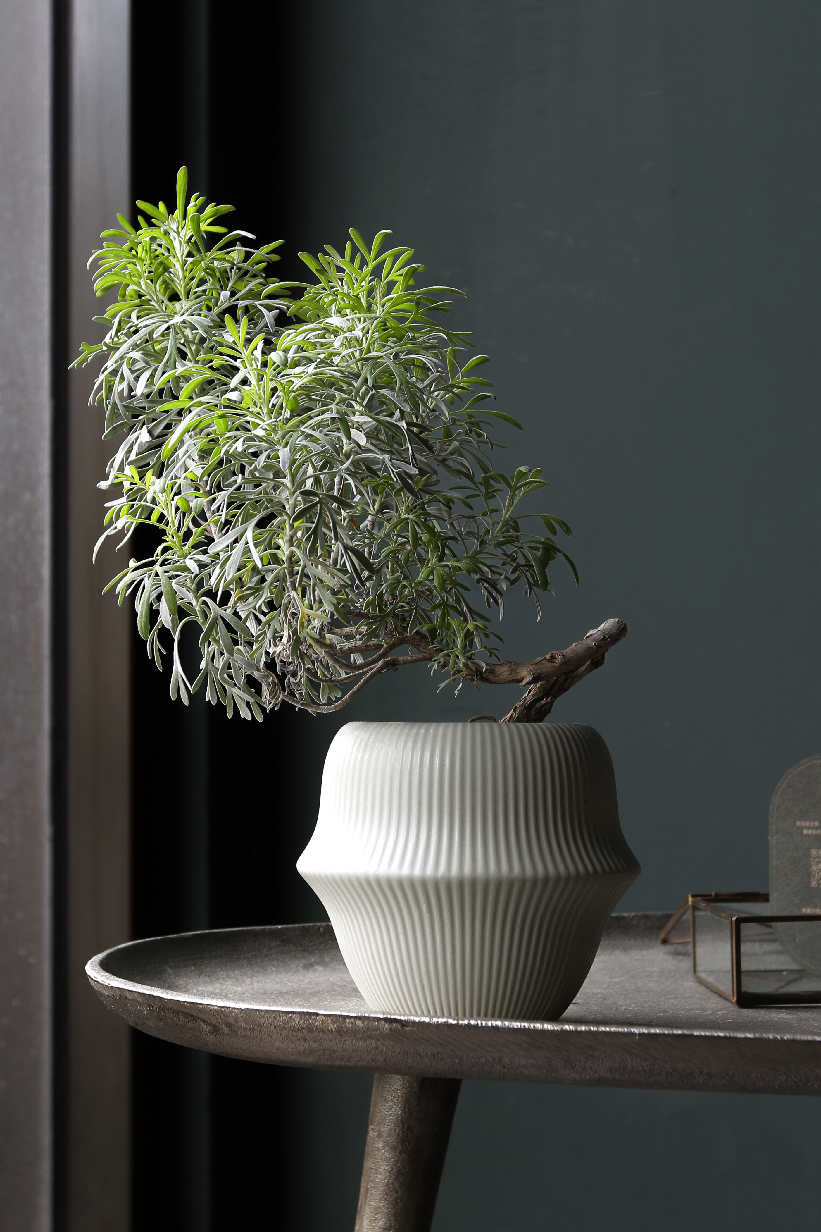 玉芙蓉 Crossostephium｜觀葉植物 居家綠植