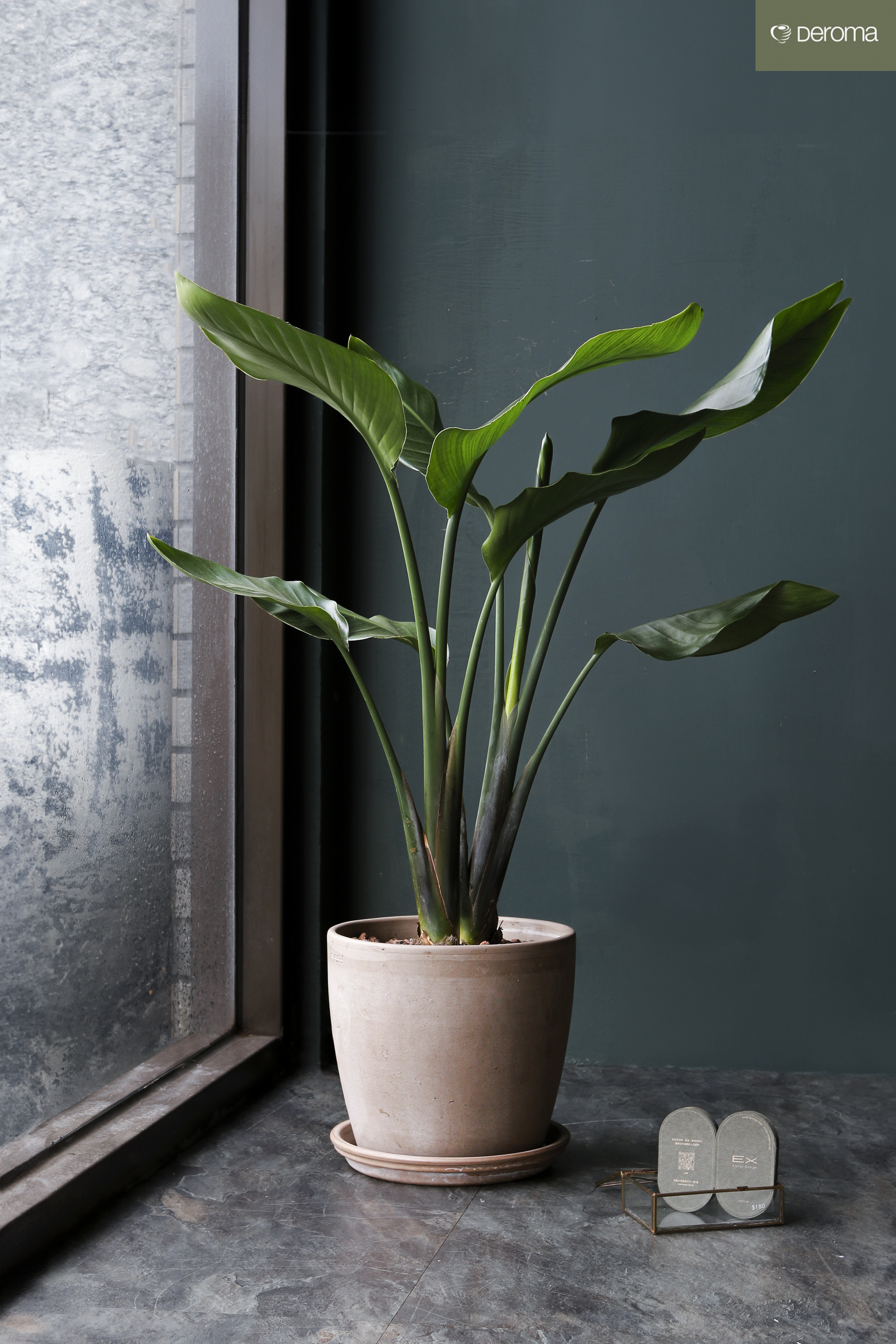 天堂鳥〈II〉Strelitzia reginae｜義大利陶盆 Deroma