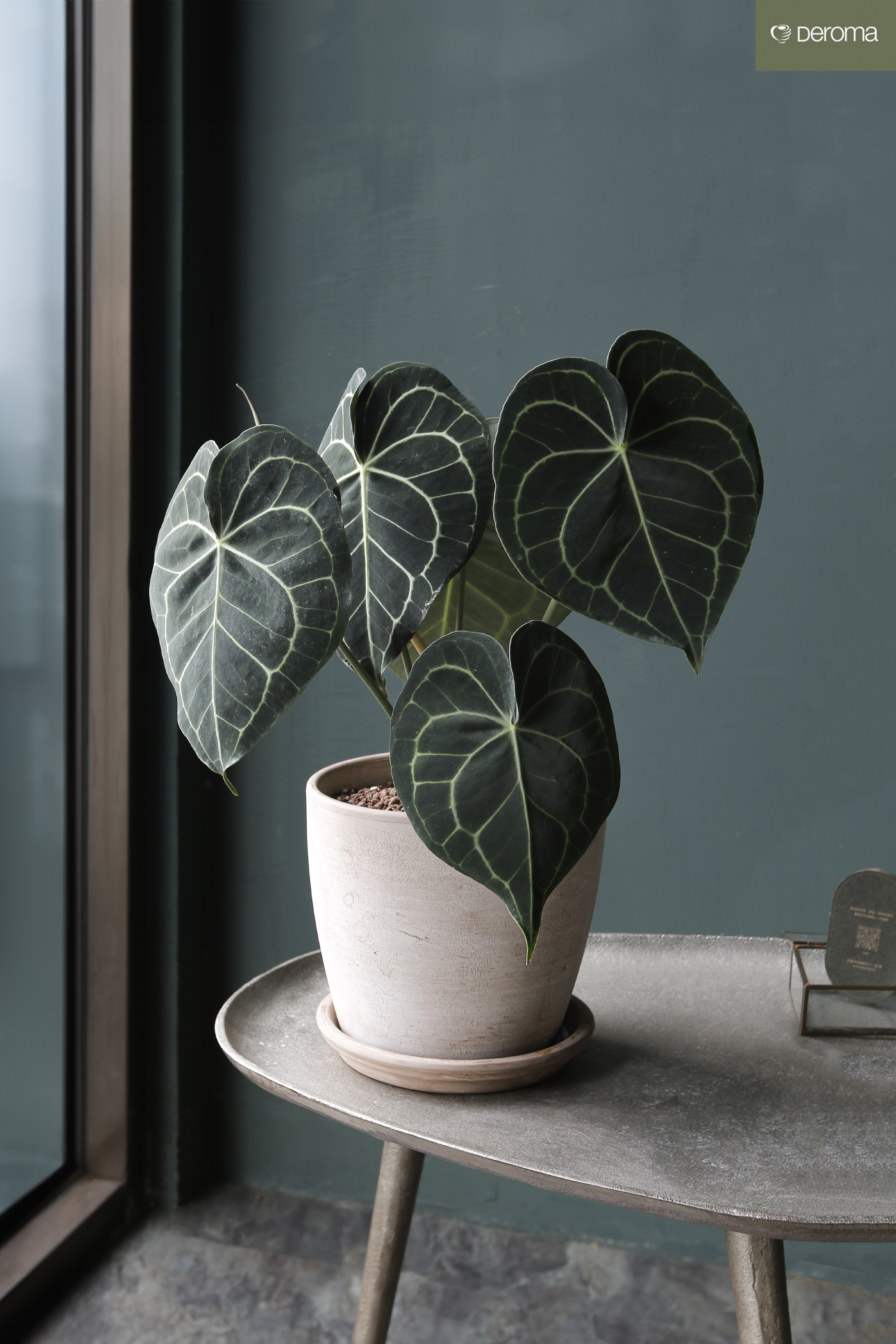 圓葉花燭 Anthurium clarinervium｜義大利陶盆 Deroma