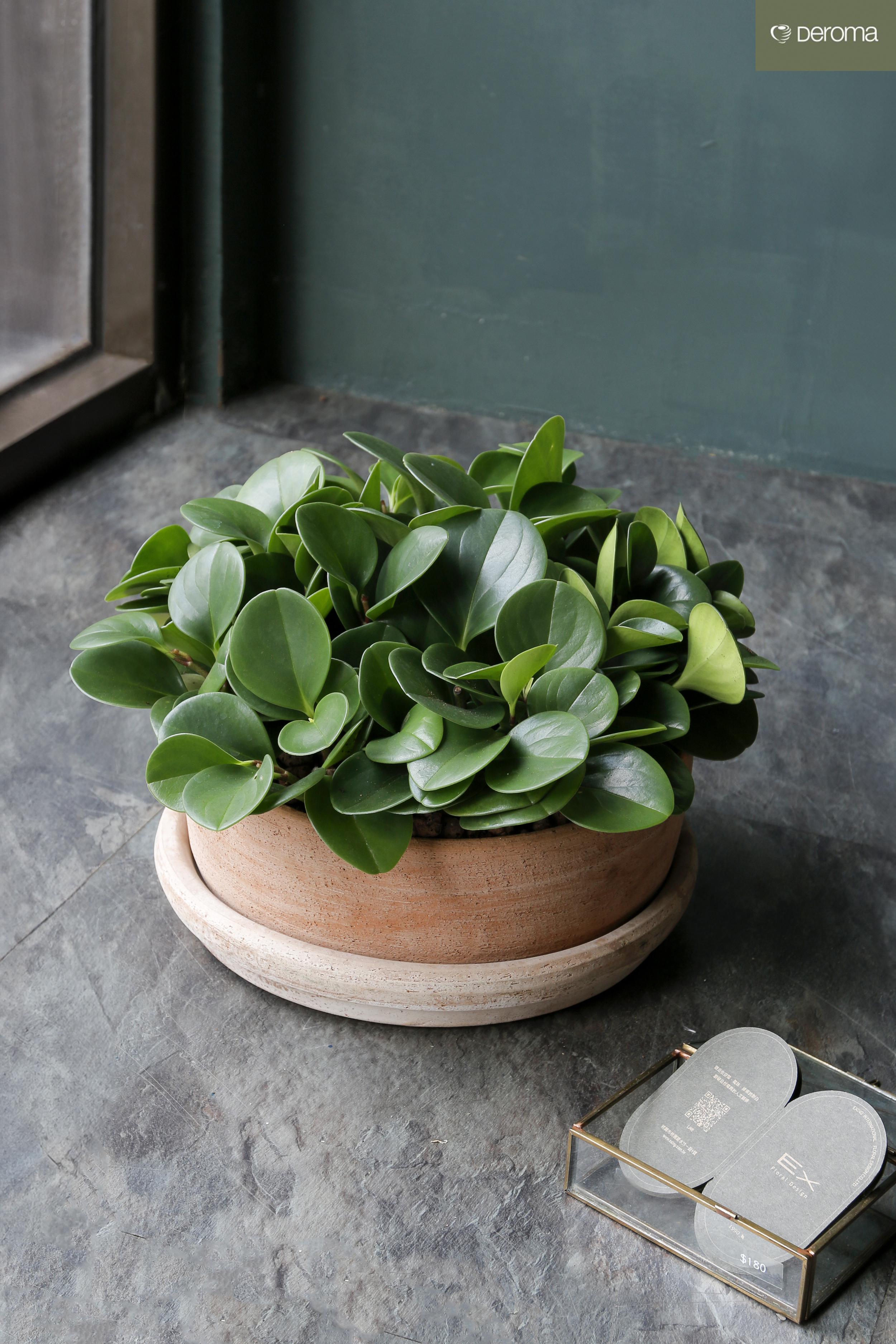 圓葉椒草 Peperomia obtusifolia｜義大利陶盆 Deroma