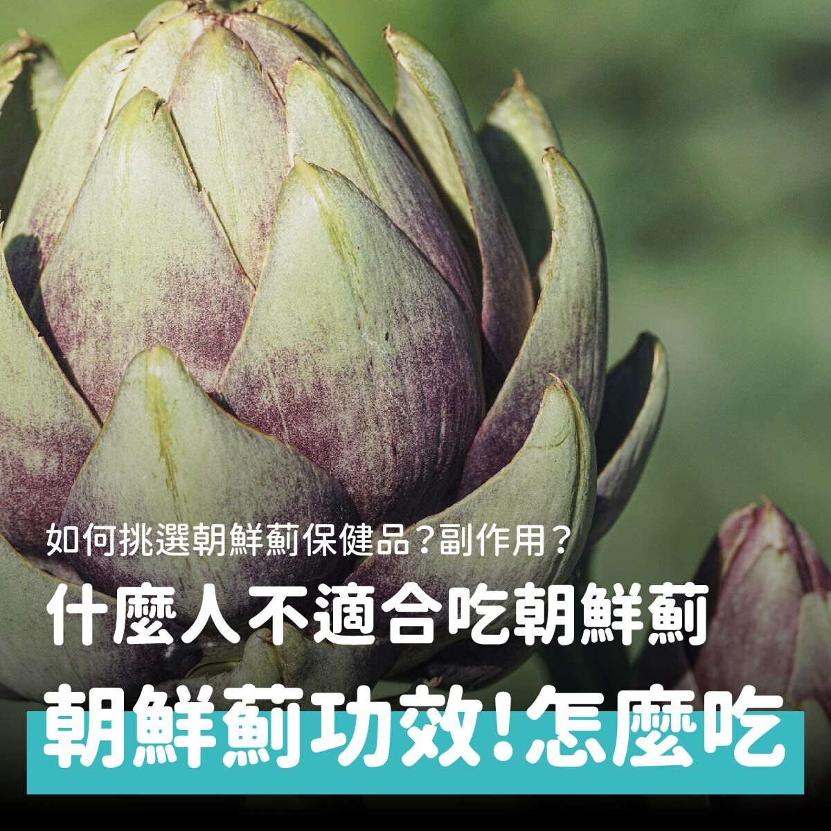 朝鮮薊（洋薊）是什麼？怎麼吃？如何挑選朝鮮薊保健品？
