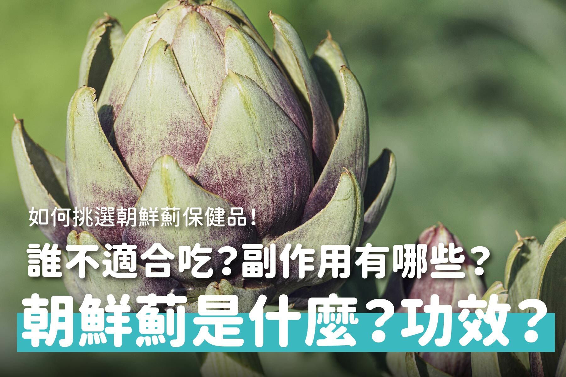 朝鮮薊（洋薊）是什麼？怎麼吃？如何挑選朝鮮薊保健品？