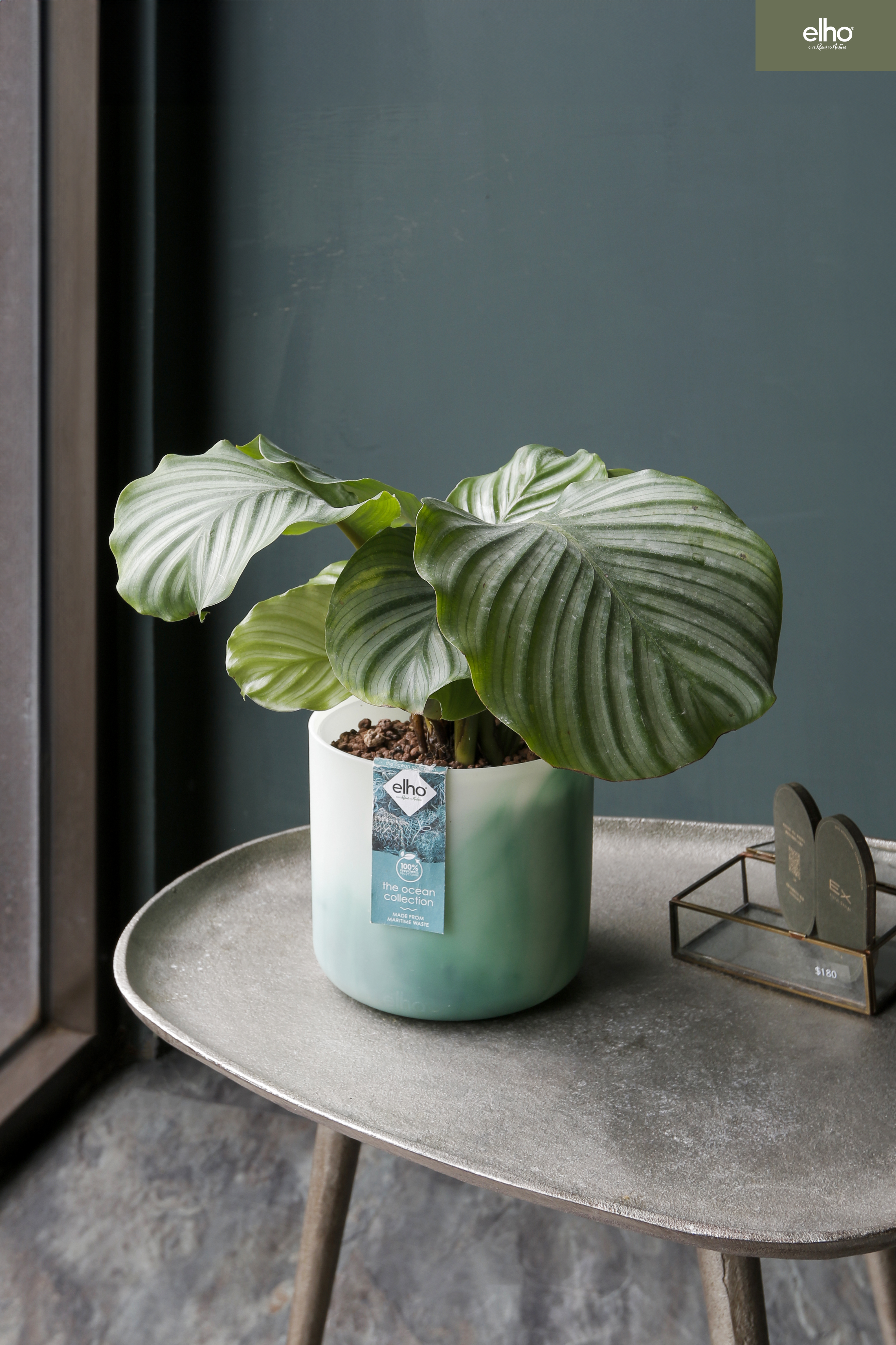 青蘋果竹芋 Calathea orbifolia｜比利時永續花盆 Elho