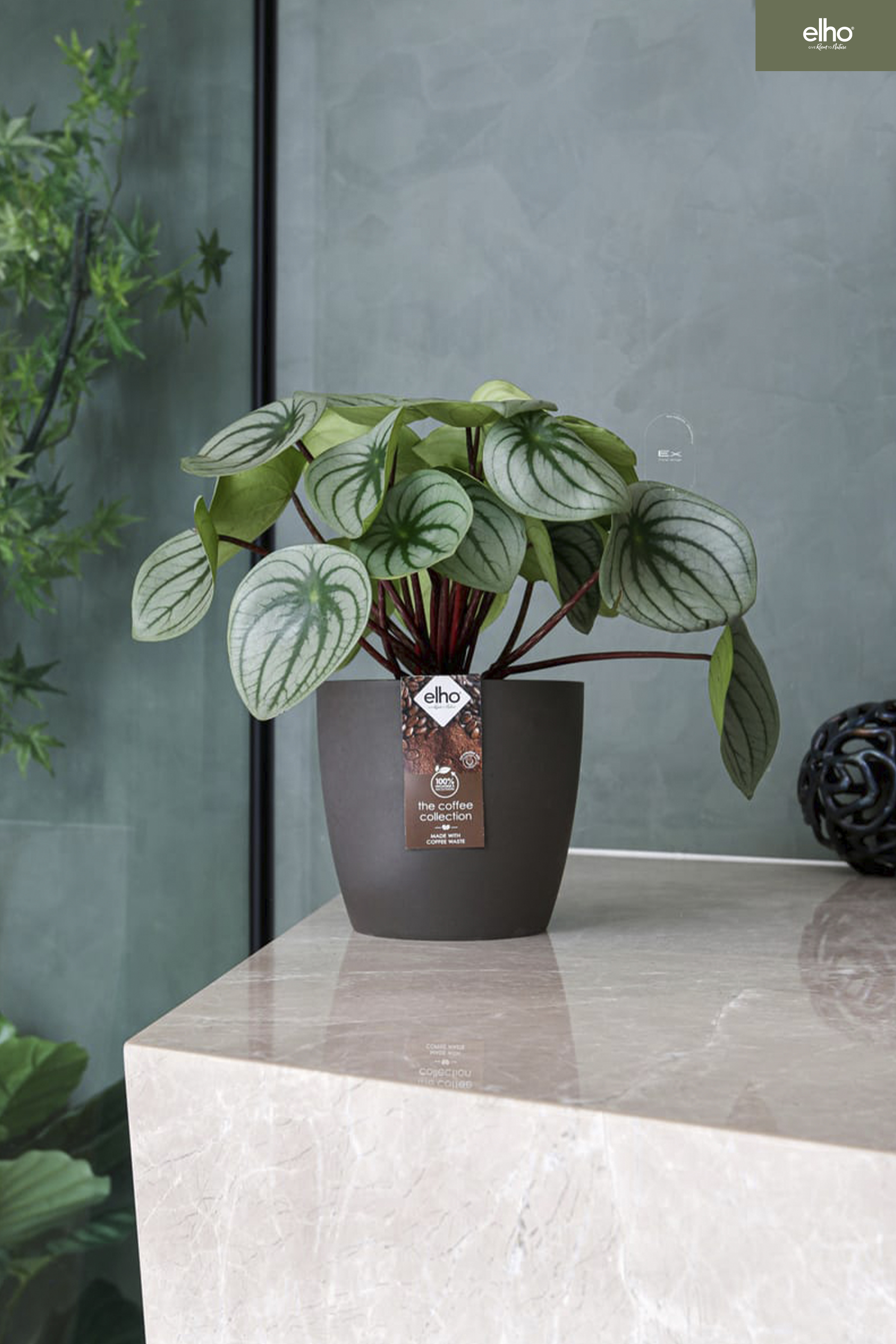大西瓜皮椒草 Peperomia argyreia｜比利時永續花盆 Elho