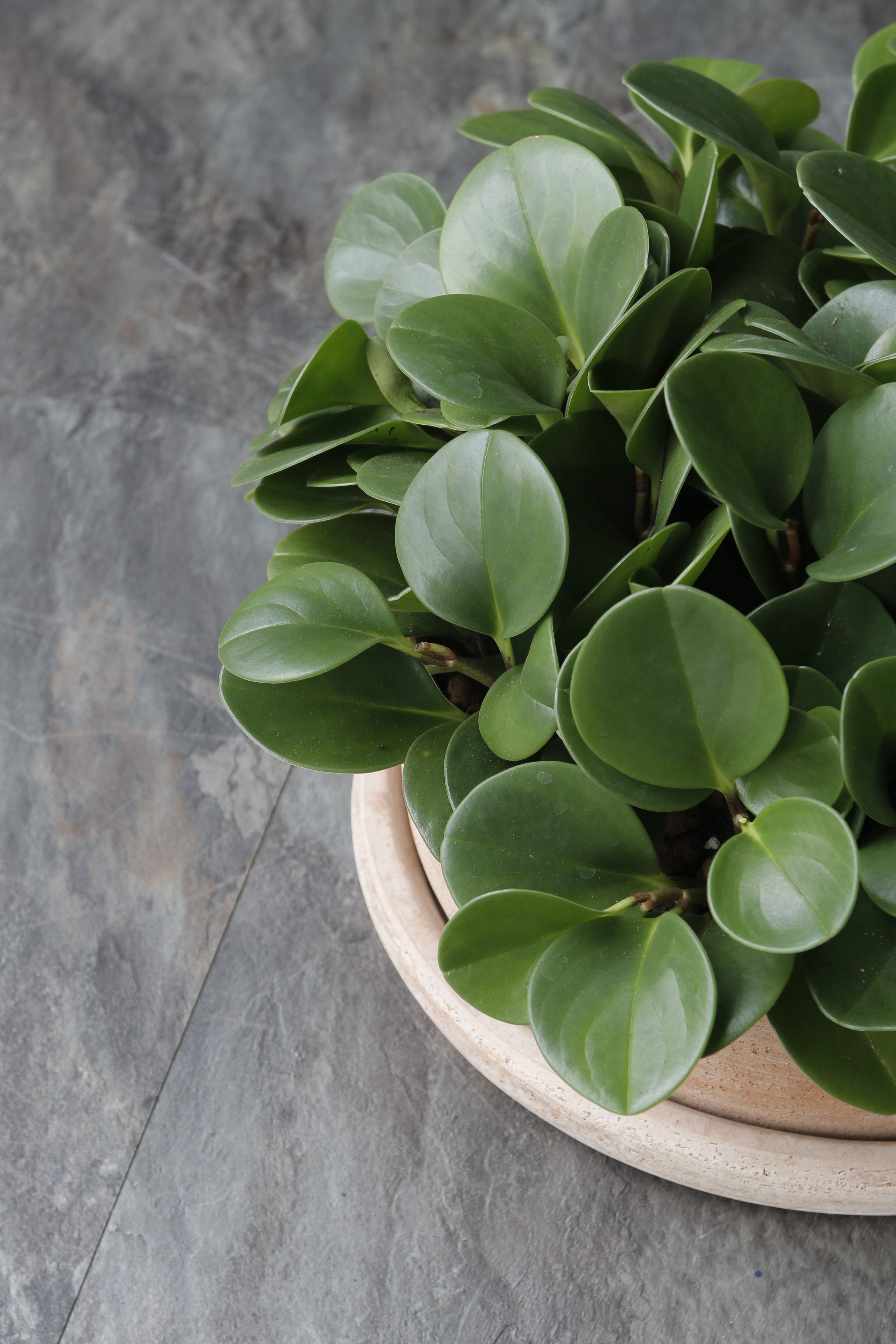 圓葉椒草 Peperomia obtusifolia｜義大利陶盆 Deroma