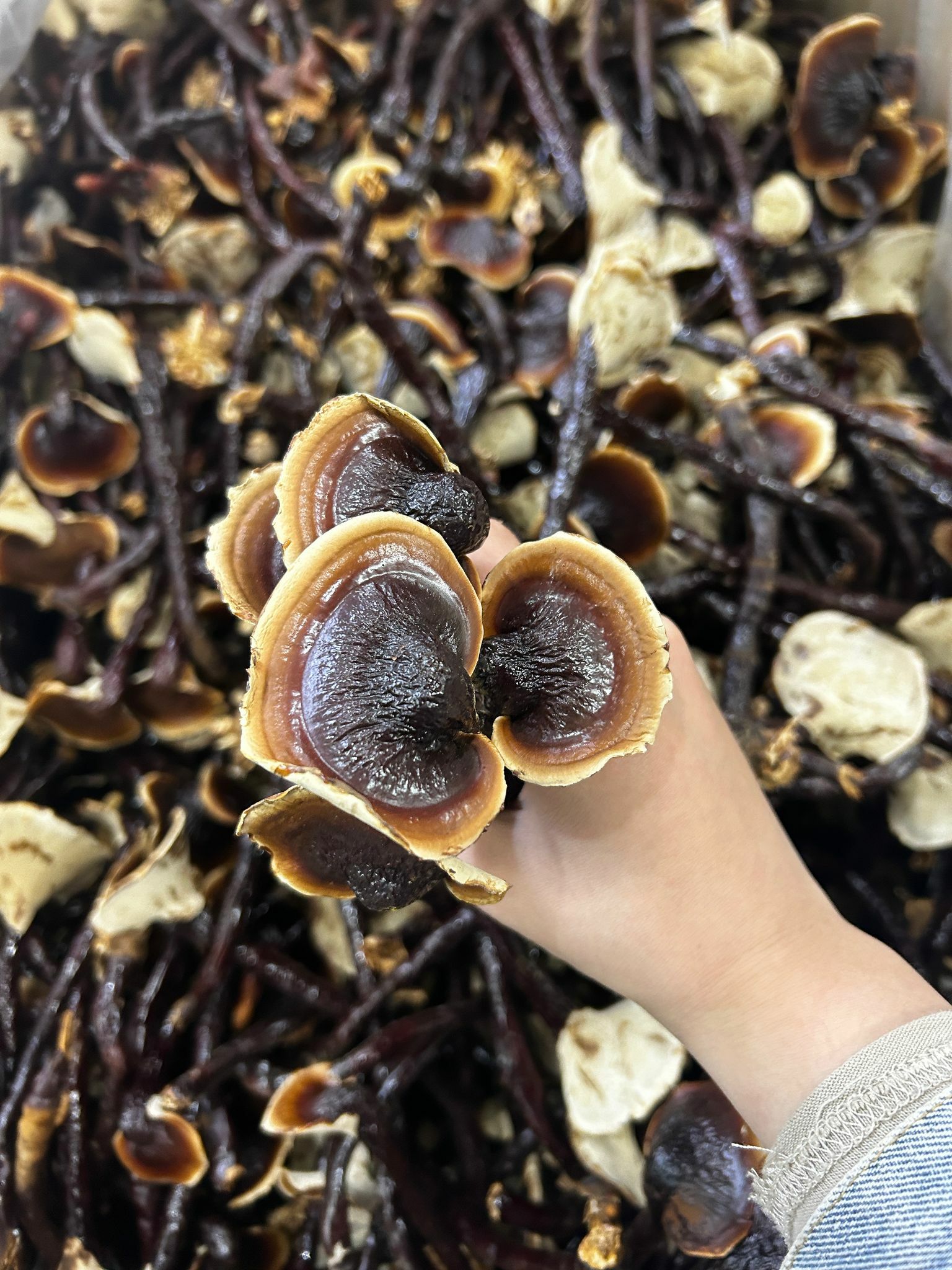 (2707)野生金邊小靈芝300g