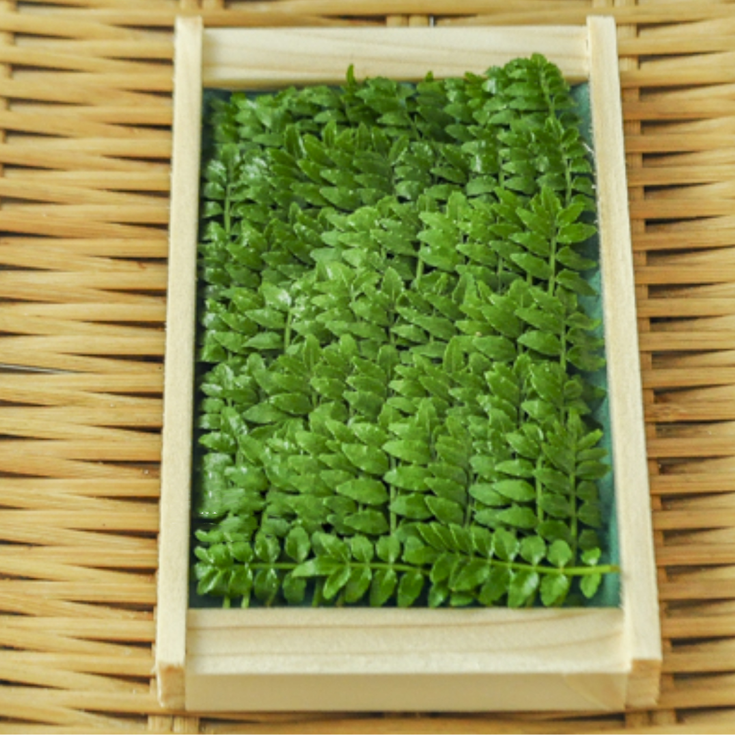 木之芽（山椒嫩葉）