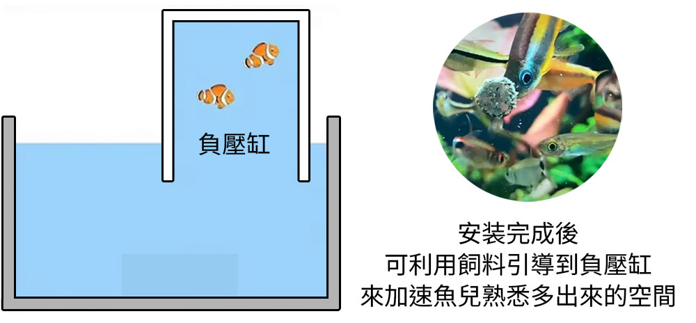 安装完成後，可利用飼料引導到負壓缸， 來加速魚兒熟悉多出來的空間