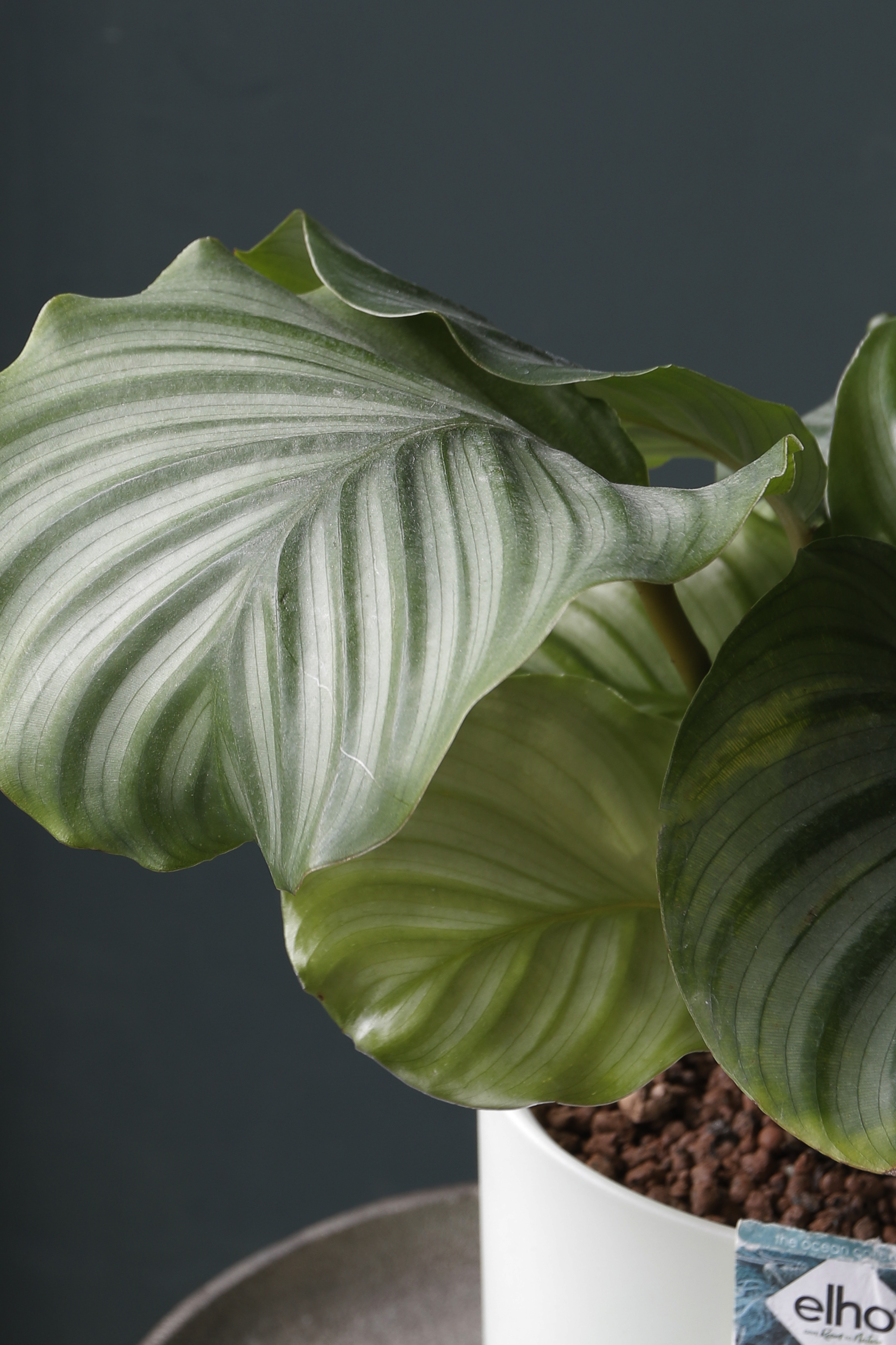 青蘋果竹芋 Calathea orbifolia｜比利時永續花盆 Elho