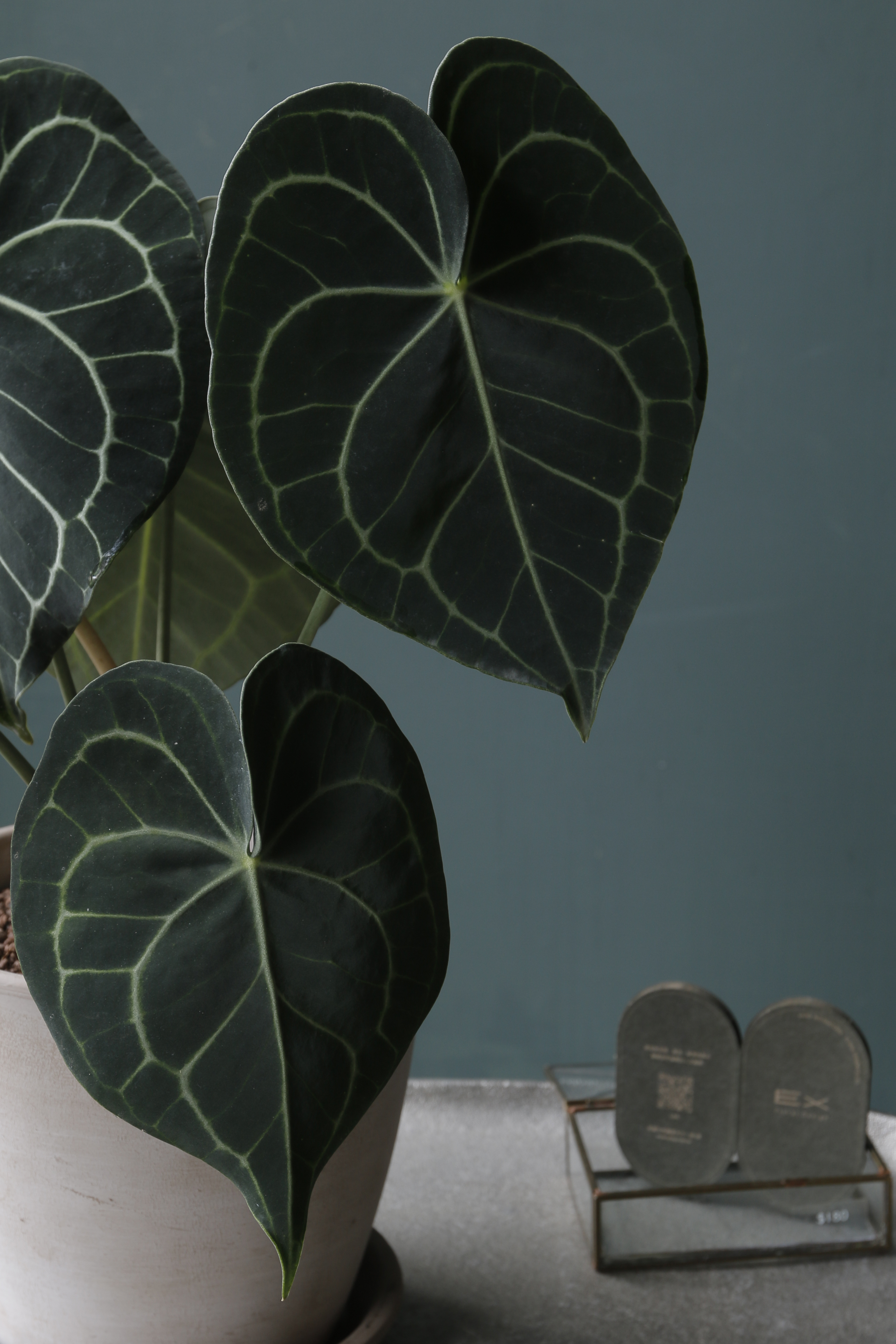 圓葉花燭 Anthurium clarinervium｜義大利陶盆 Deroma