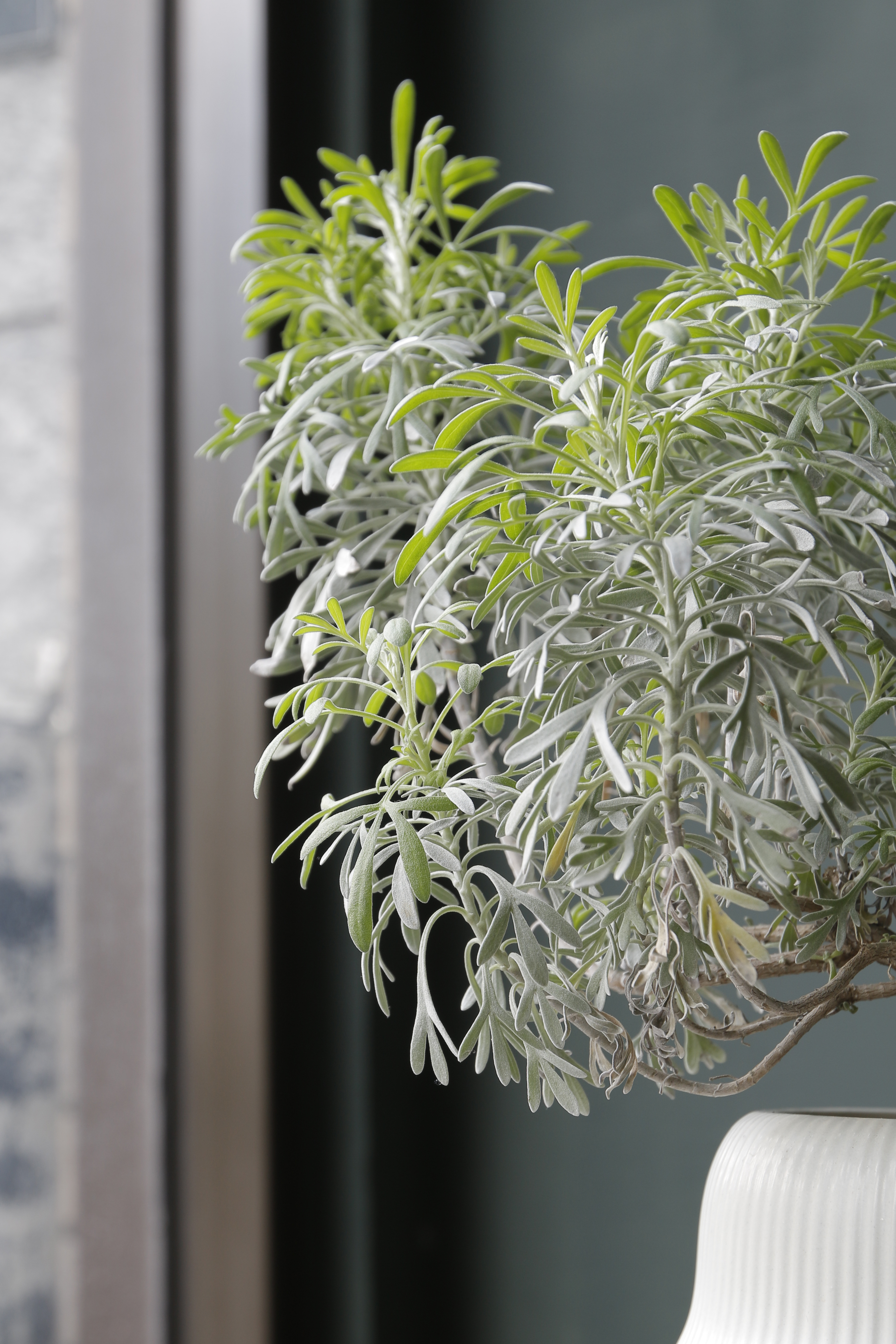 玉芙蓉 Crossostephium｜觀葉植物 居家綠植