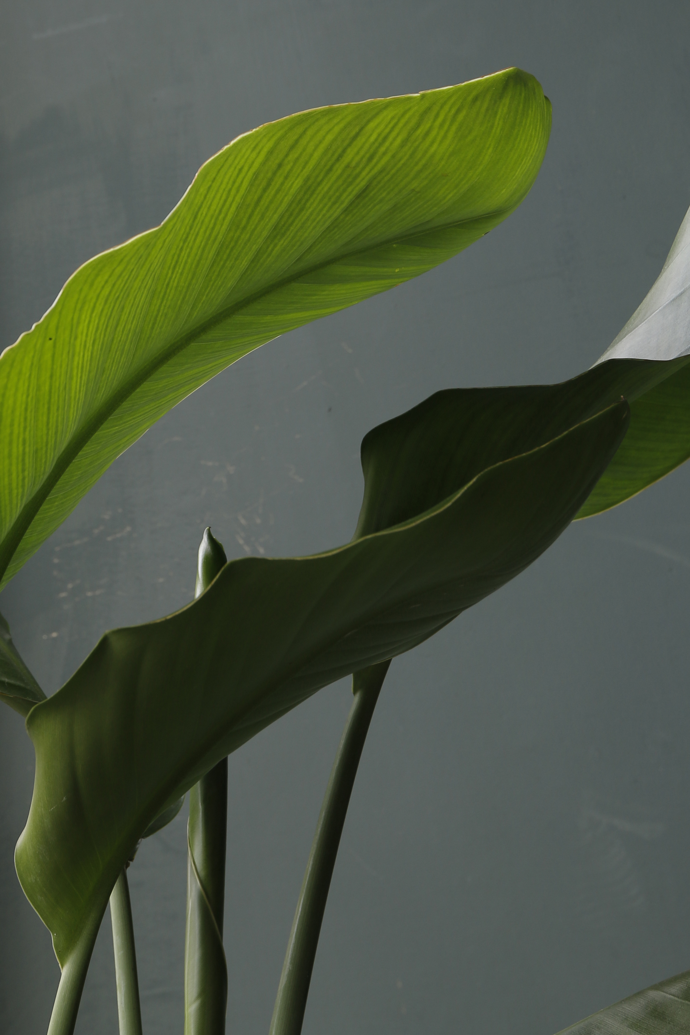 天堂鳥〈II〉Strelitzia reginae｜義大利陶盆 Deroma