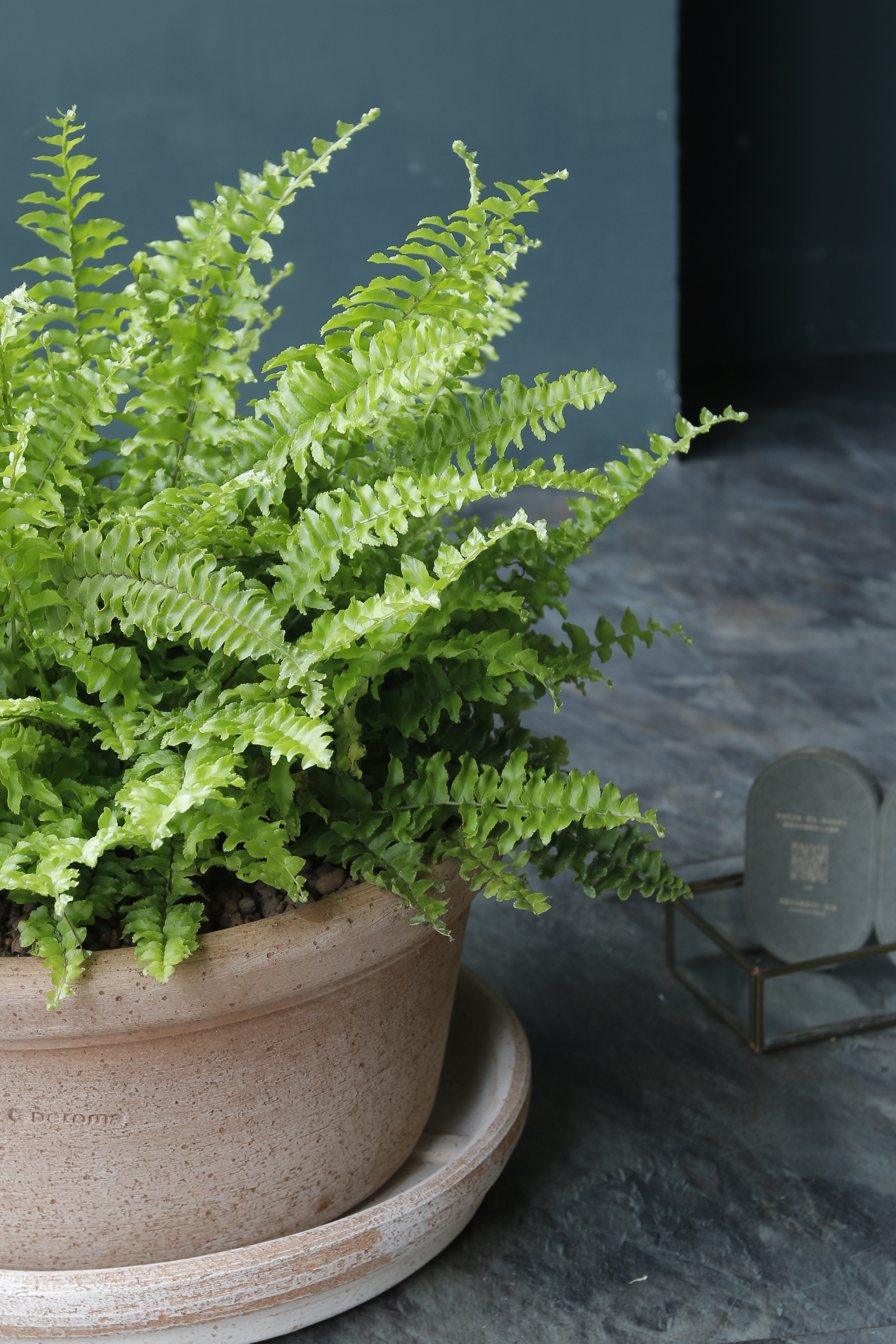 波士頓蕨 Nephrolepis｜義大利陶盆 Deroma