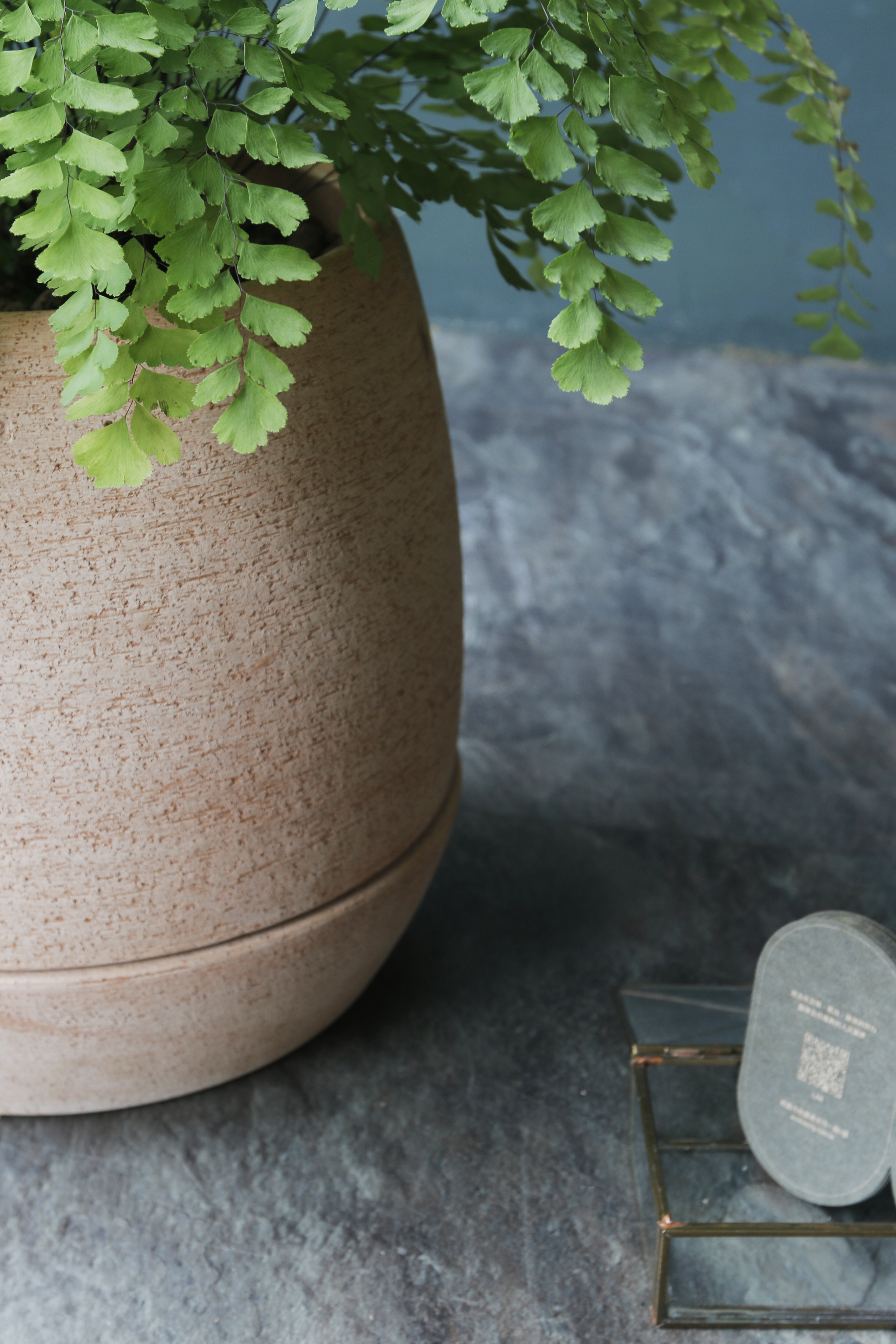 鐵線蕨 Maidenhair｜義大利陶盆 Deroma