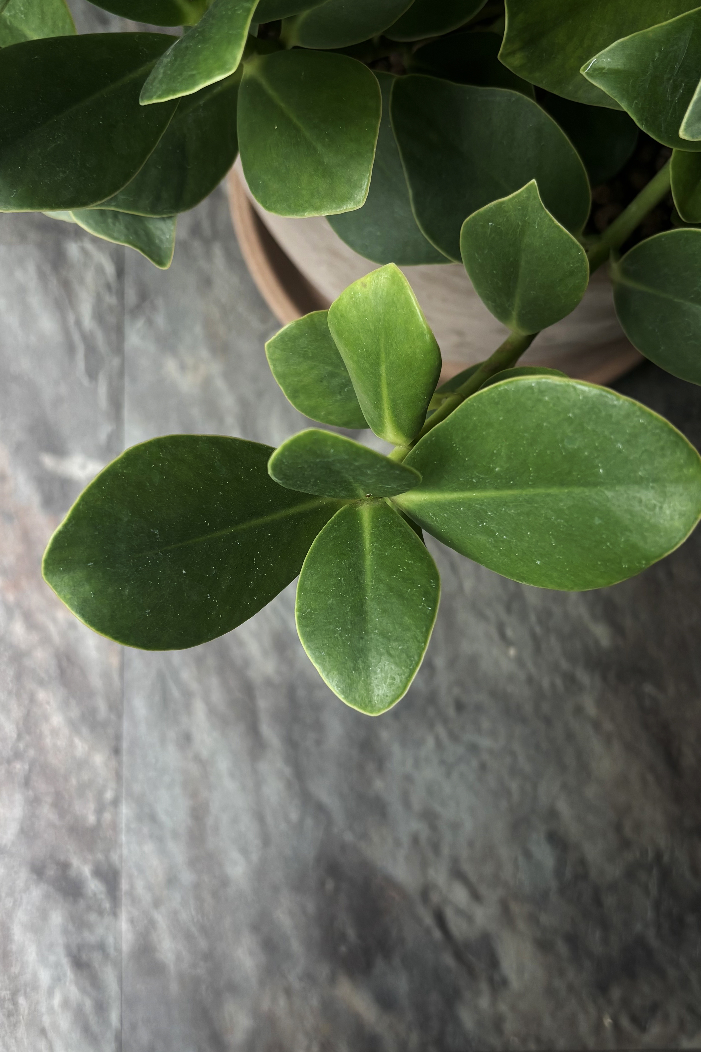 聚財樹 pachira macrocarpa｜義大利陶盆 Deroma