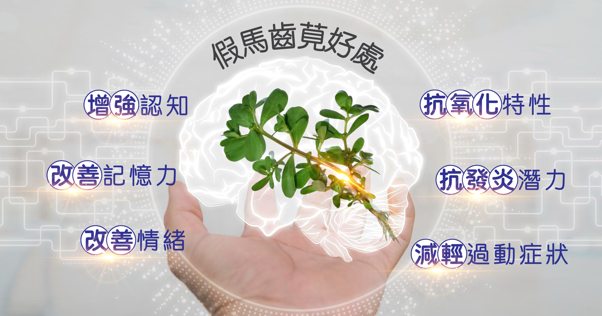 假馬齒莧的好處:認知增強,記憶力和情緒增強,強大的抗氧化特性,抗發炎潛力,過動症症狀減輕