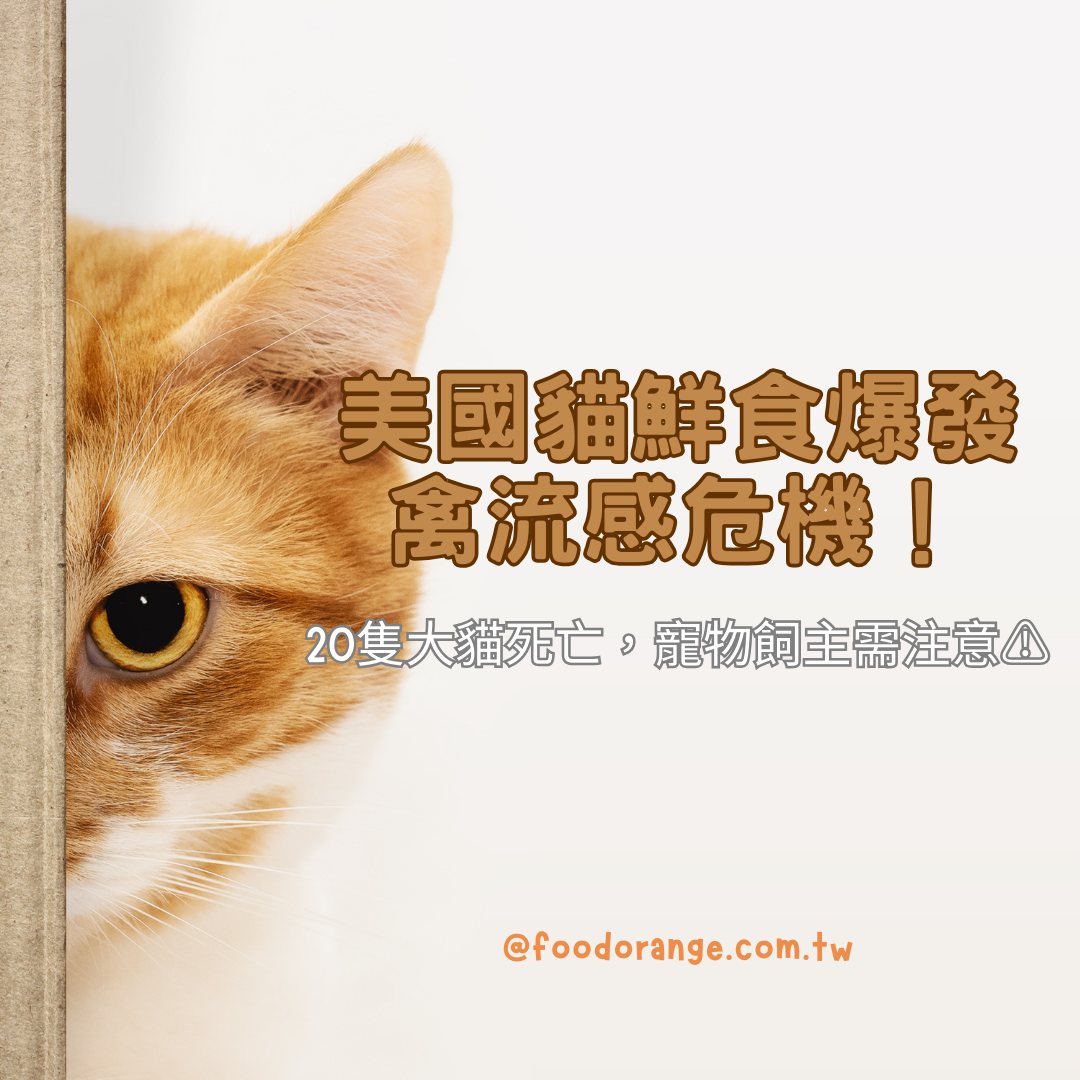 美國貓鮮食爆發禽流感危機！20隻大貓死亡，寵物飼主需注意⚠️