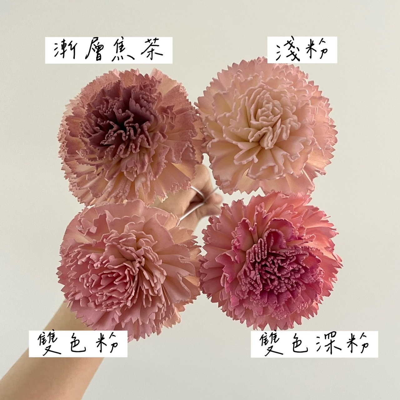 越南索拉花 尖葉康乃馨 8CM<五支一把>