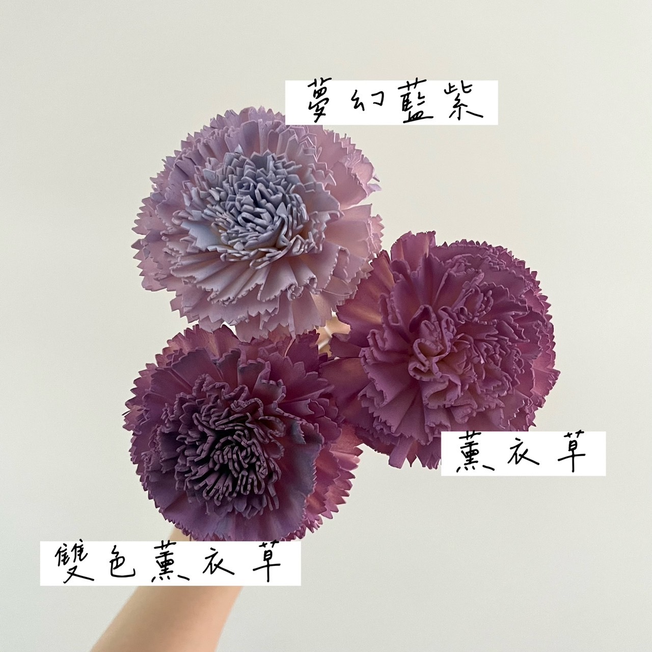 越南索拉花 尖葉康乃馨 8CM<五支一把>