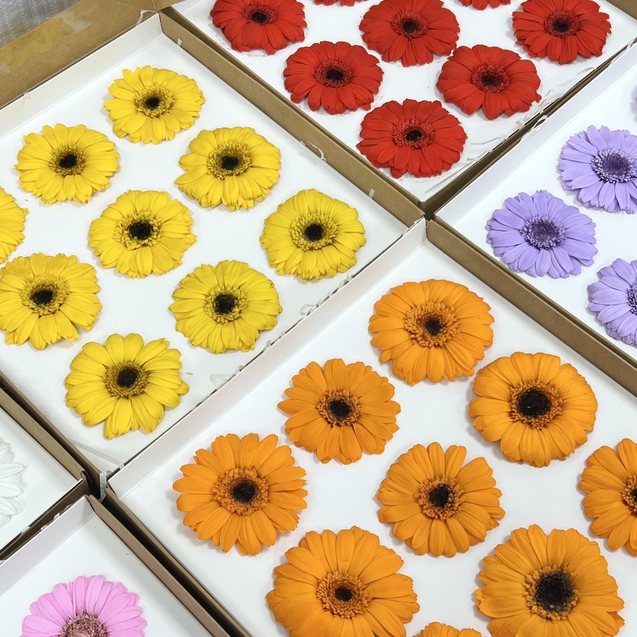 不凋非洲菊(9朵)