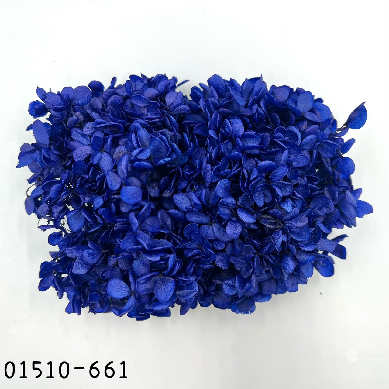 日本不凋中葉繡球 01510-661