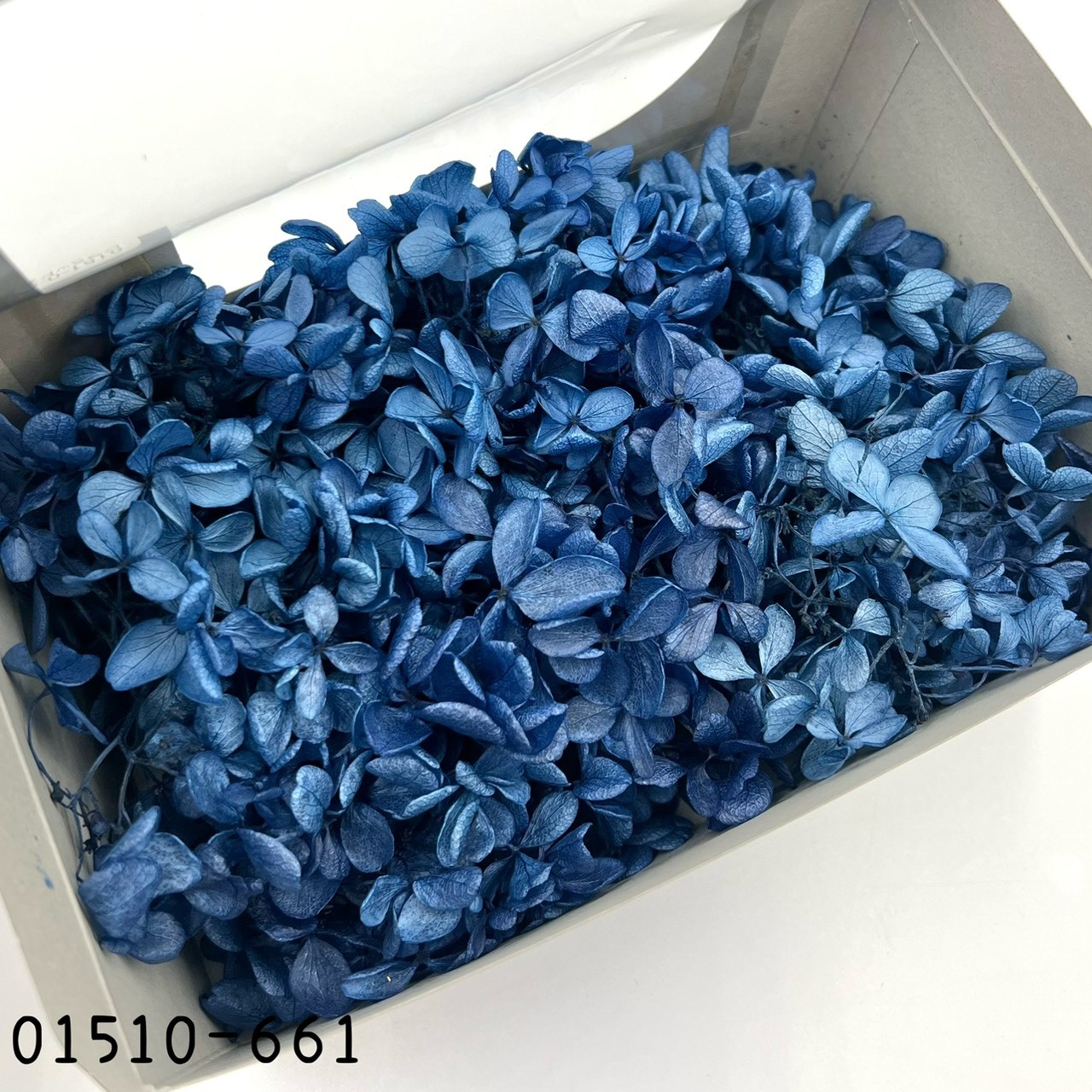 日本不凋中葉繡球 01510-661(莫藍)