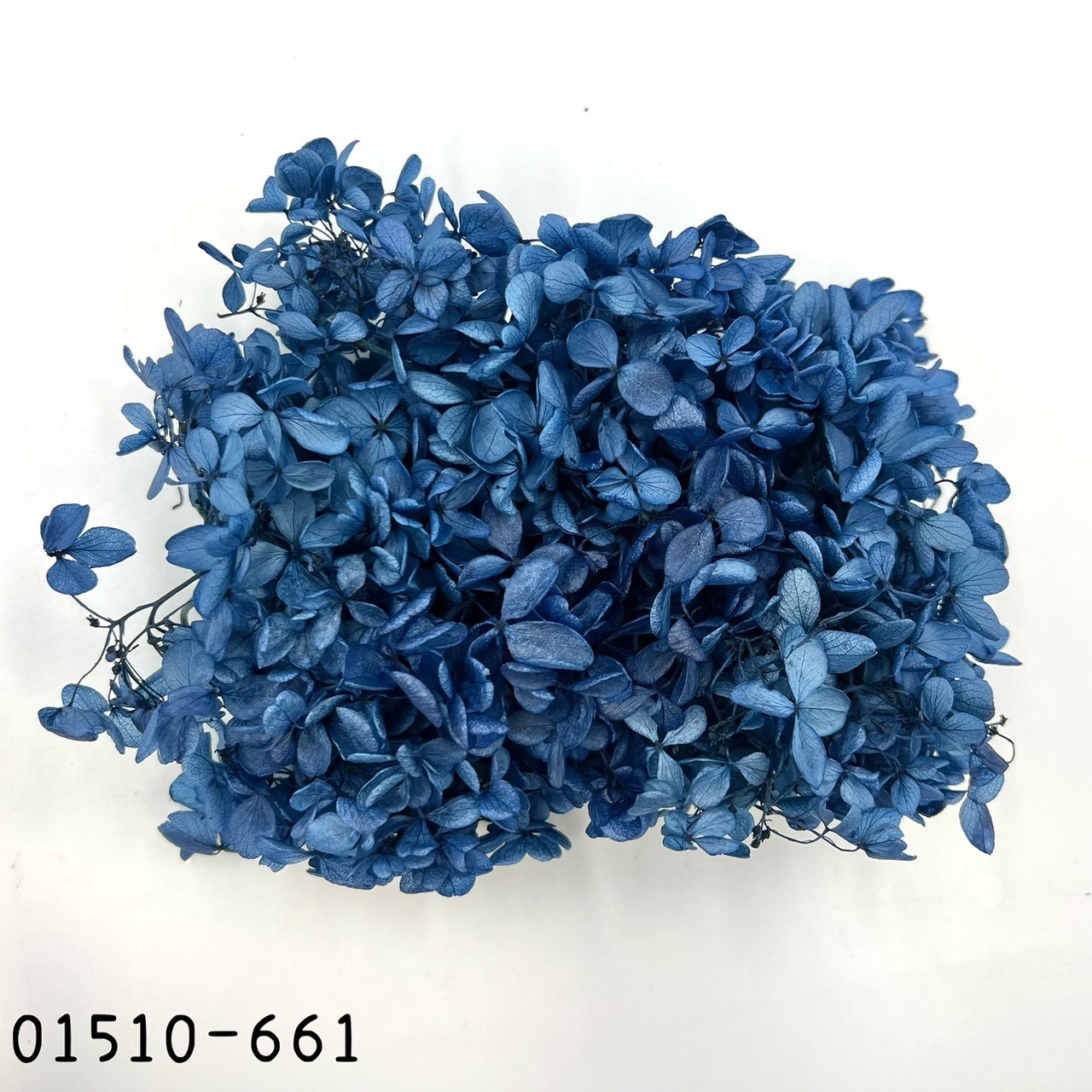 日本不凋中葉繡球 01510-661(莫藍)