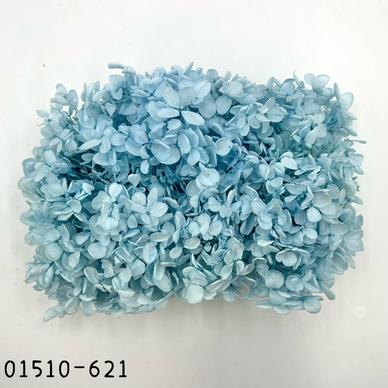 日本不凋中葉繡球 01510-621