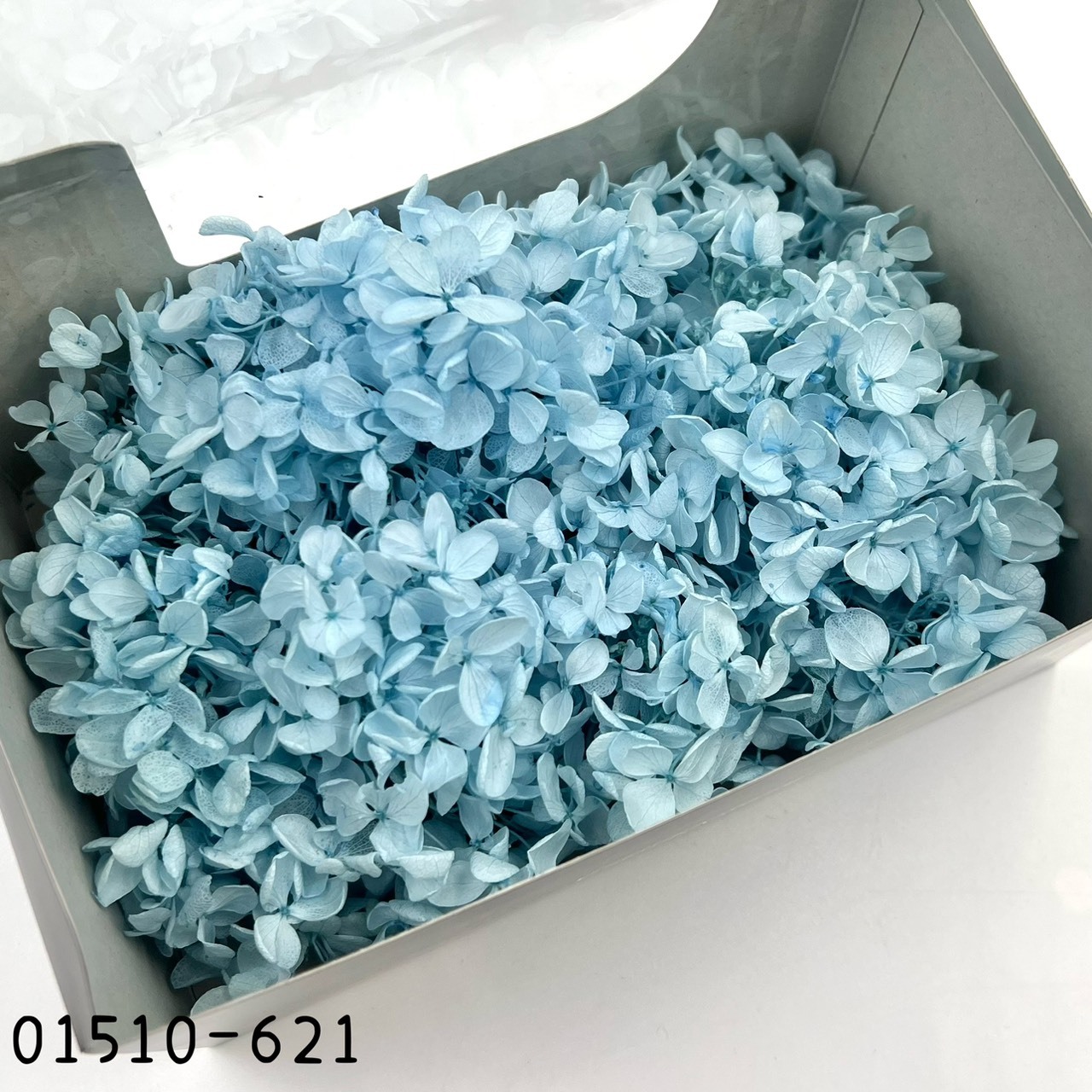 日本不凋中葉繡球 01510-621