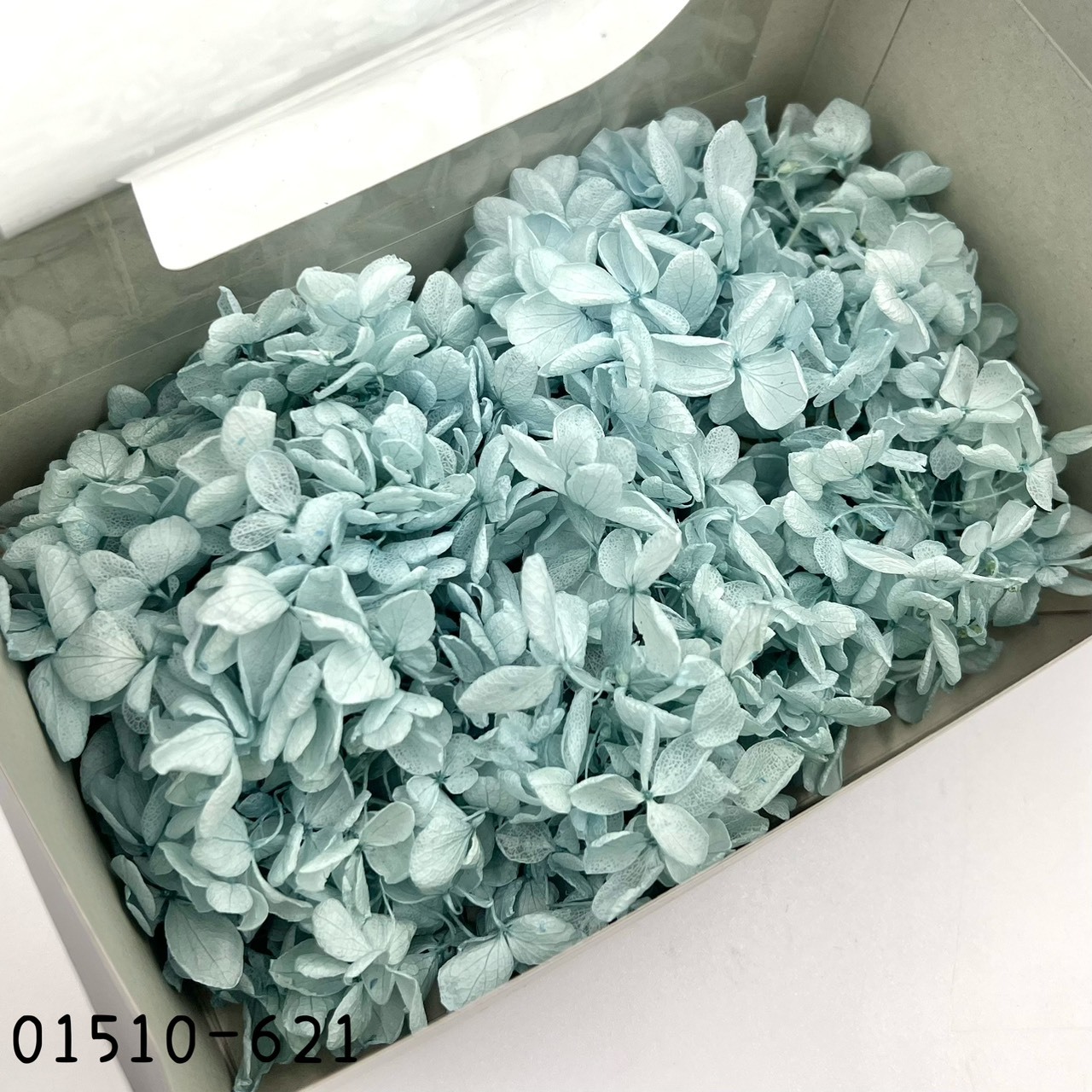 日本不凋中葉繡球 01510-621(湖水藍)