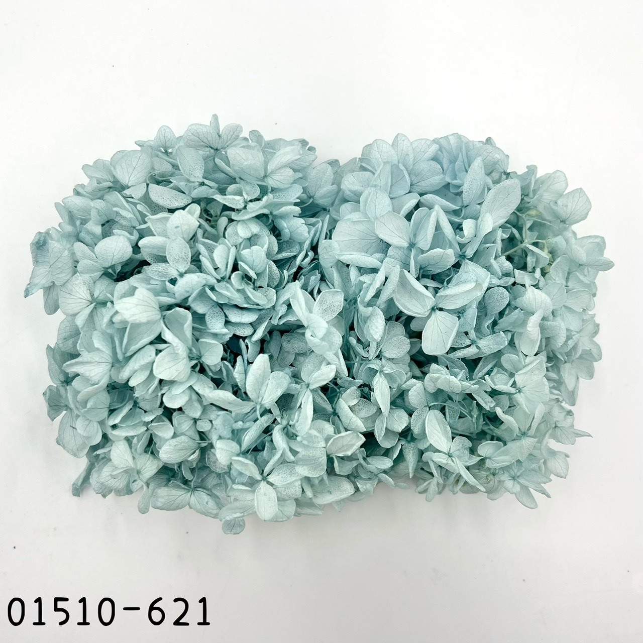 日本不凋中葉繡球 01510-621(湖水藍)